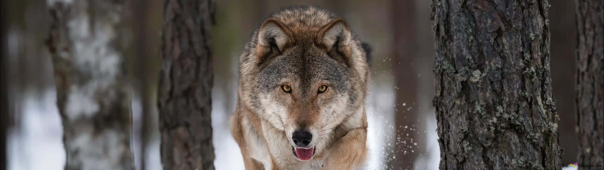 Alpha Dog, amber eyes, snowy forest, Full HD Desktop Wallpaper