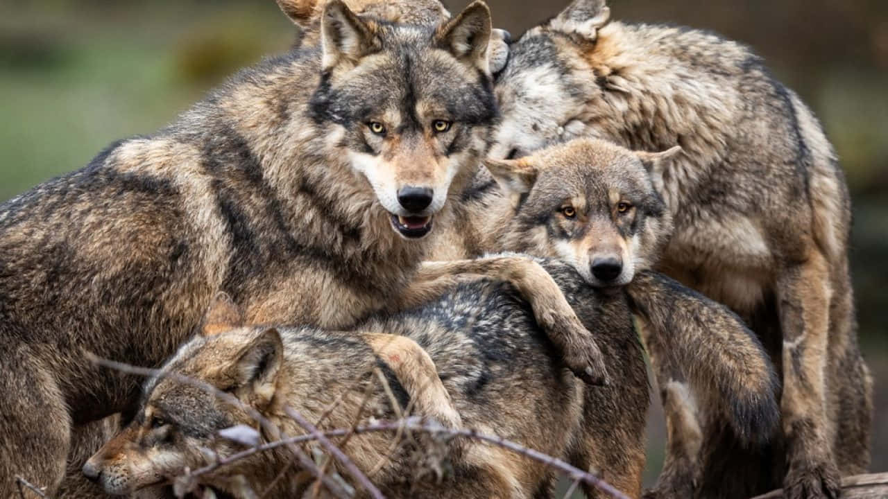 Alpha Dog, wolves, gray brown fur, HD Desktop Wallpaper