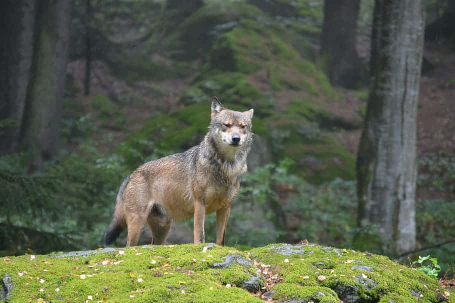 Alpha Dog, mist, mossy rock, SD Desktop Wallpaper