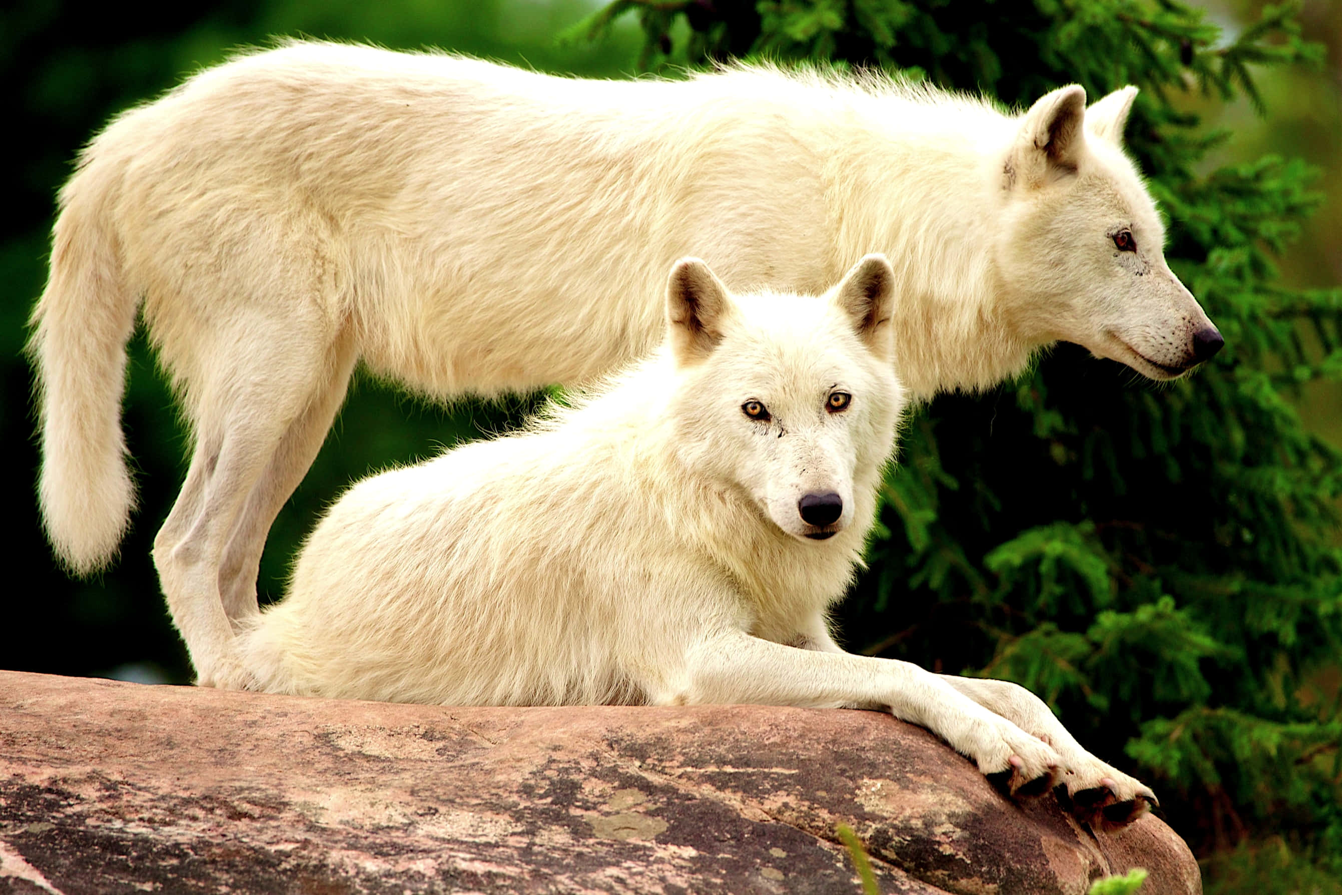 Alpha Wolf, forest, mossy rock, 2K Desktop Wallpaper