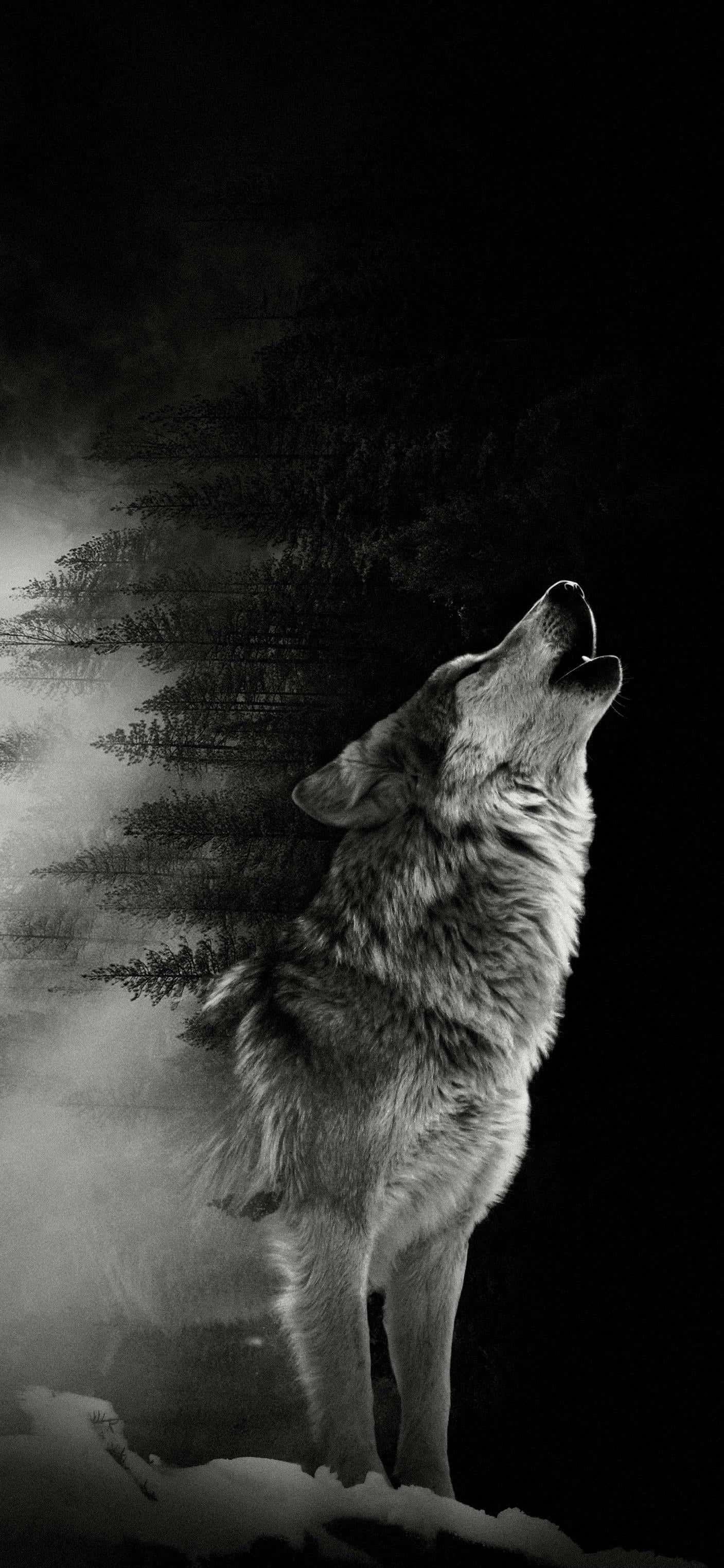 Alpha Wolf, snowy forest, night, 2K Phone Wallpaper