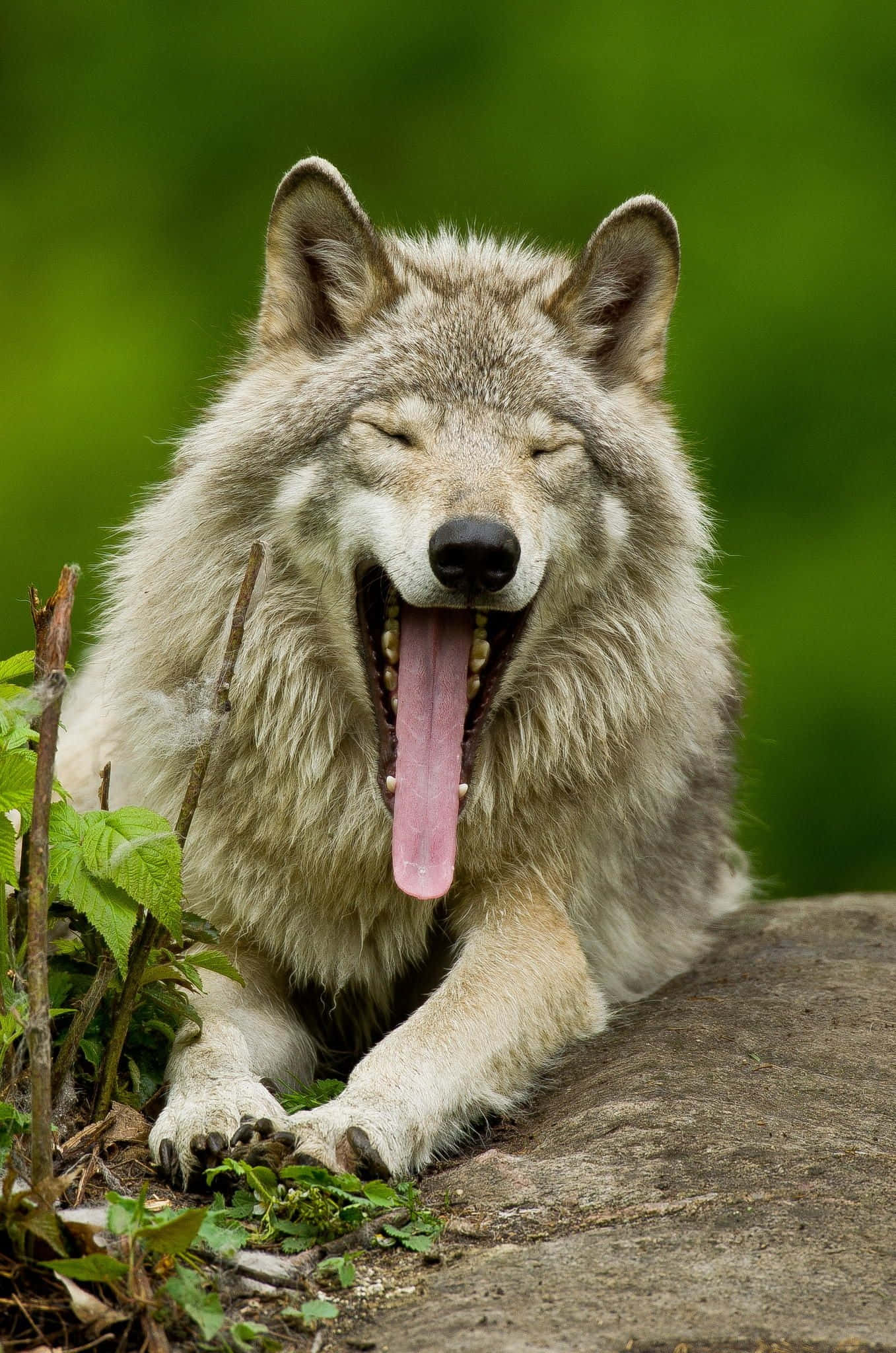 Alpha Wolf, gray wolf, rock, Full HD Phone Wallpaper