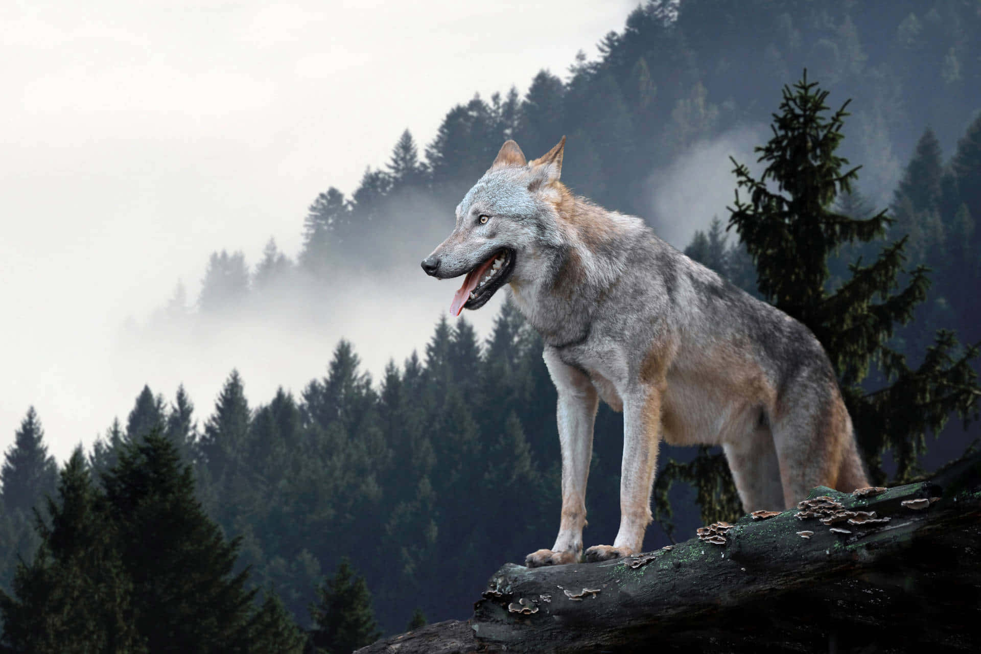 Alpha Wolf, gray wolf, mossy log, Full HD Desktop Wallpaper