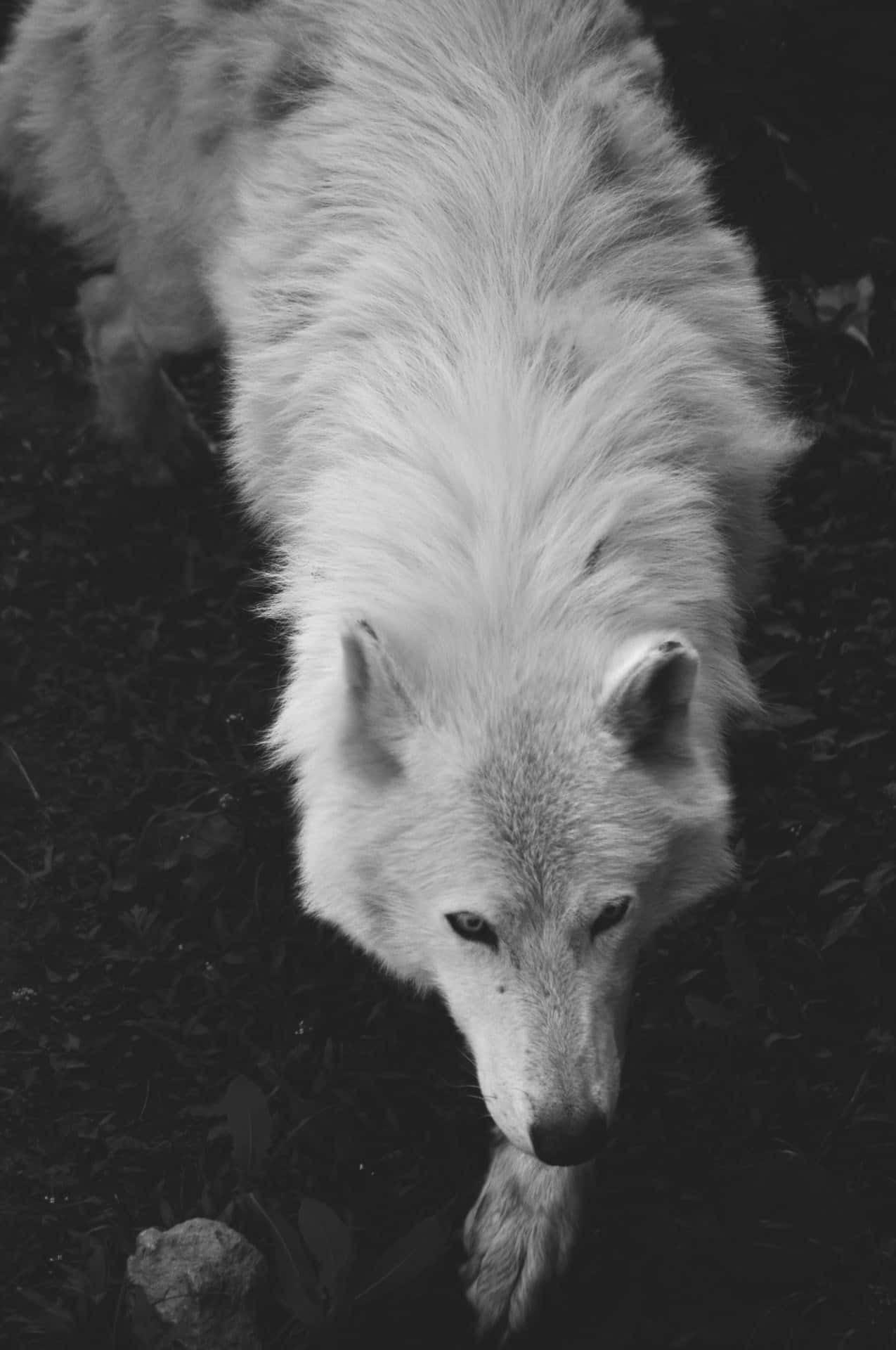 Alpha Wolf, white wolf, intense eyes, Full HD Phone Wallpaper