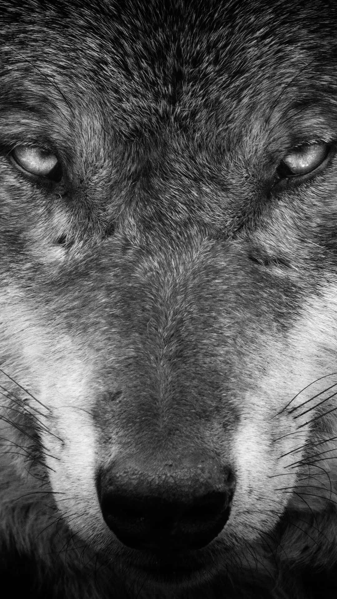 Alpha Wolf, black and white, close-up, Full HD Phone Wallpaper