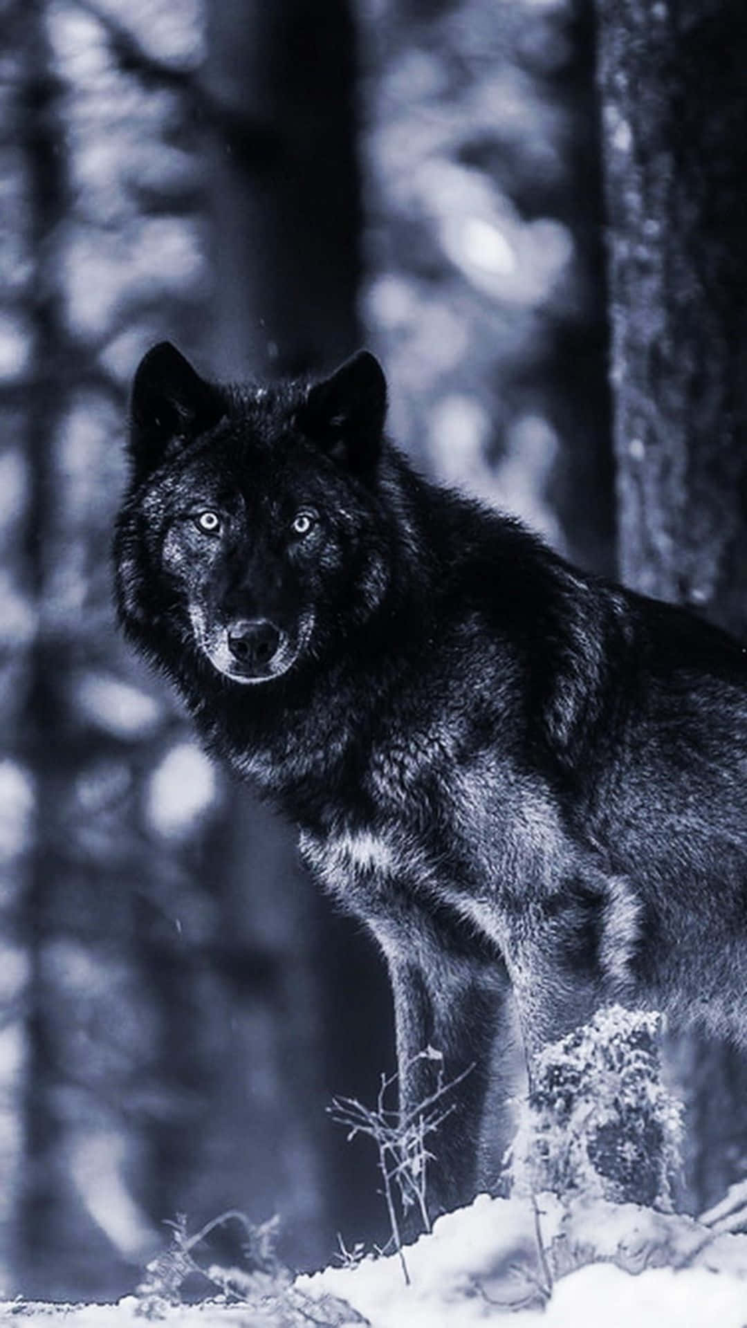 Alpha Wolf, black wolf, piercing eyes, Full HD Phone Wallpaper
