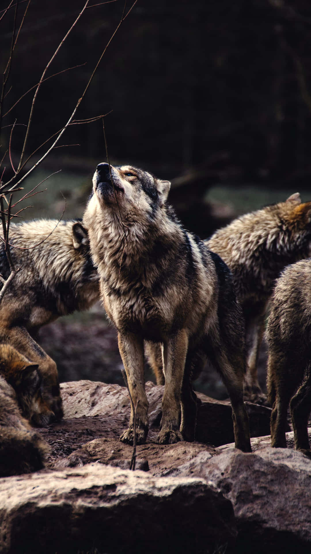 Alpha Wolf, rocky outcrop, dim forest, Full HD Phone Wallpaper