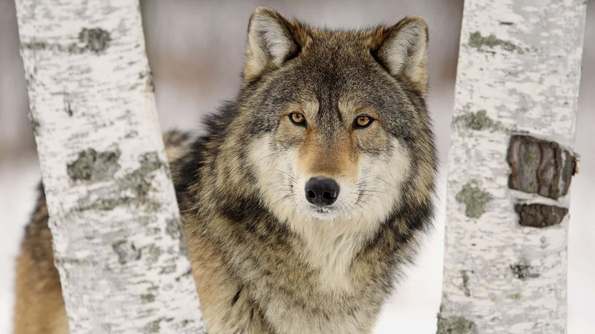 Alpha Wolf, gray wolf, amber eyes, Full HD Desktop Wallpaper