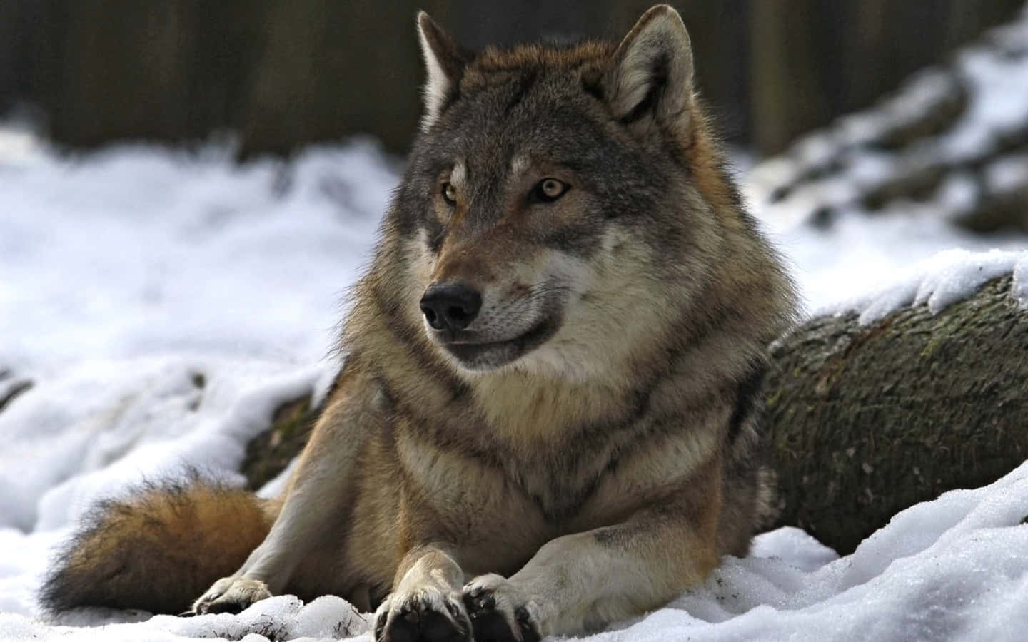 Alpha Wolf, gray wolf, snowy forest clearing, HD Desktop Wallpaper