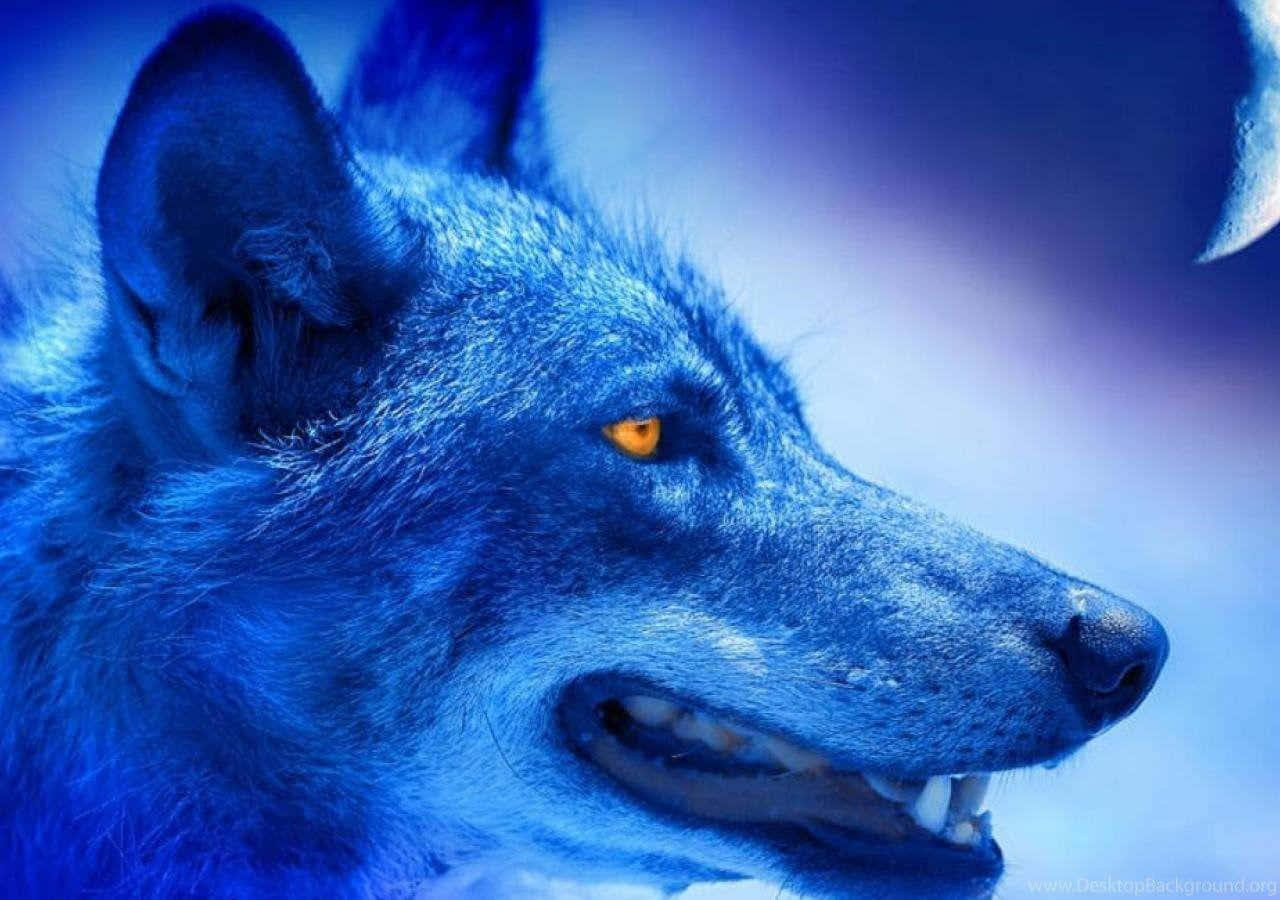 Alpha Wolf, glowing amber eyes, blue fur, HD Desktop Wallpaper