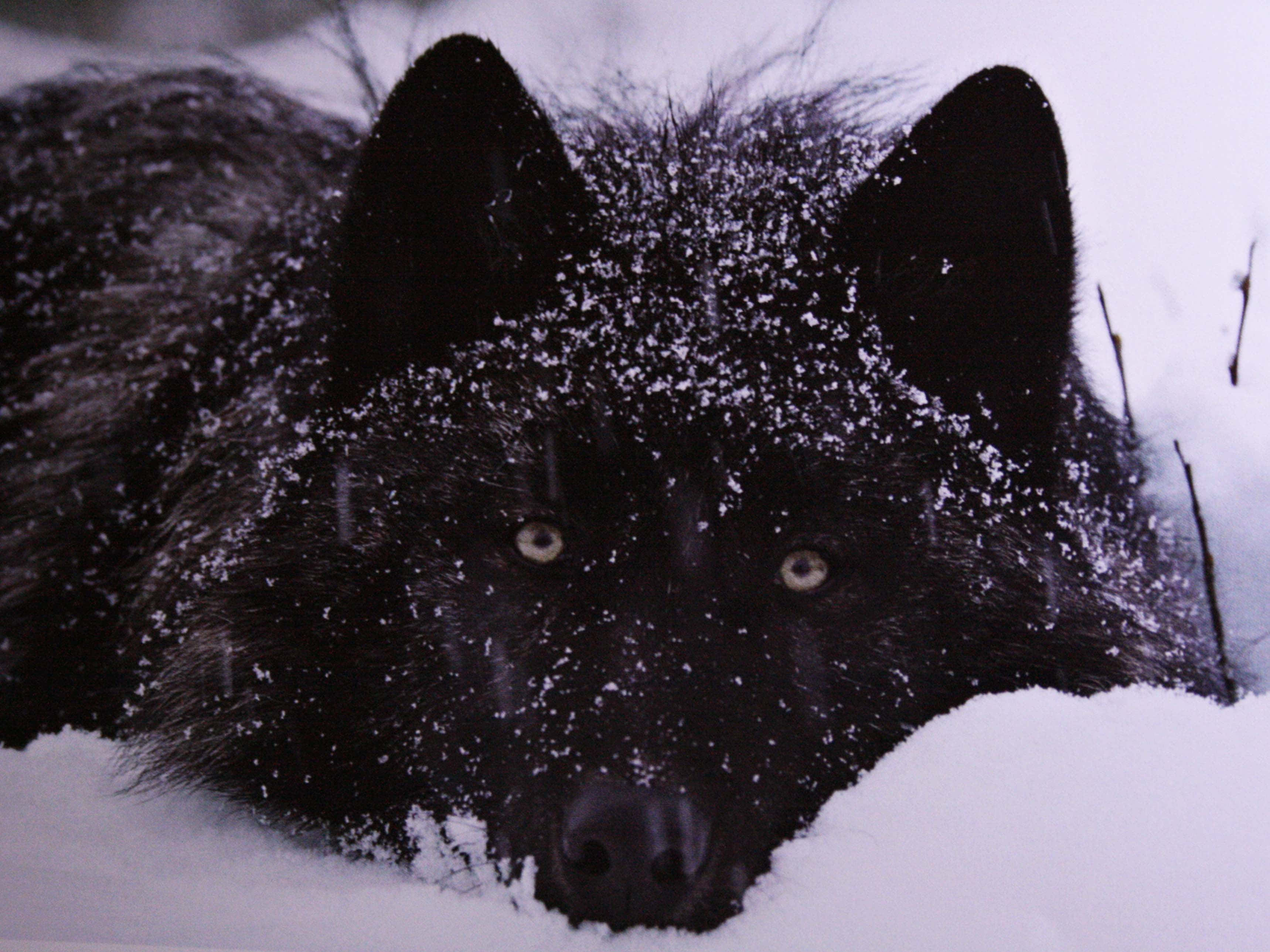 Alpha Wolf, black wolf, snow-dusted fur, 2K Desktop Wallpaper