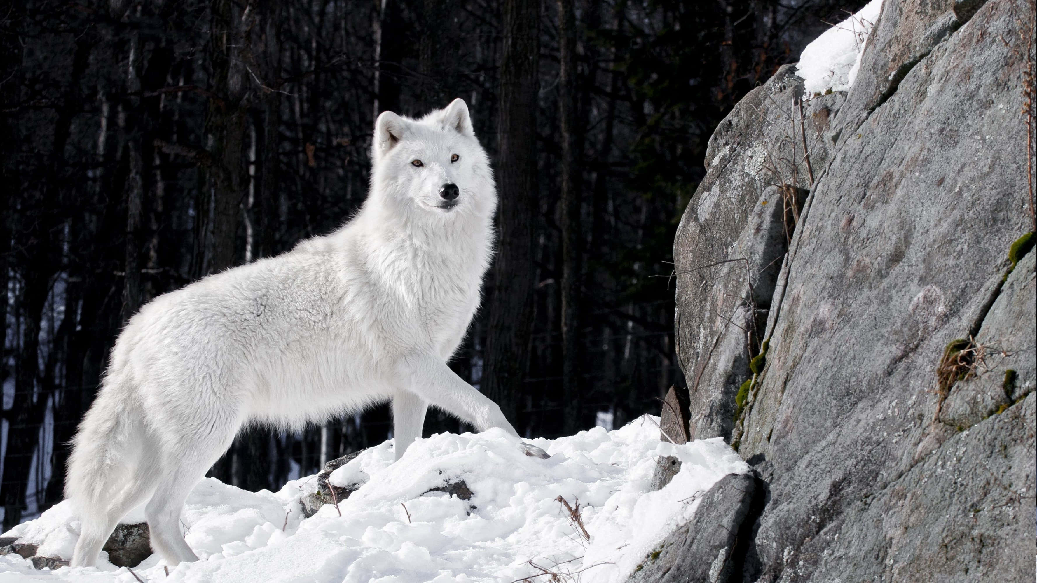 Alpha Wolf, snowy ground, rugged rock, 2K Desktop Wallpaper