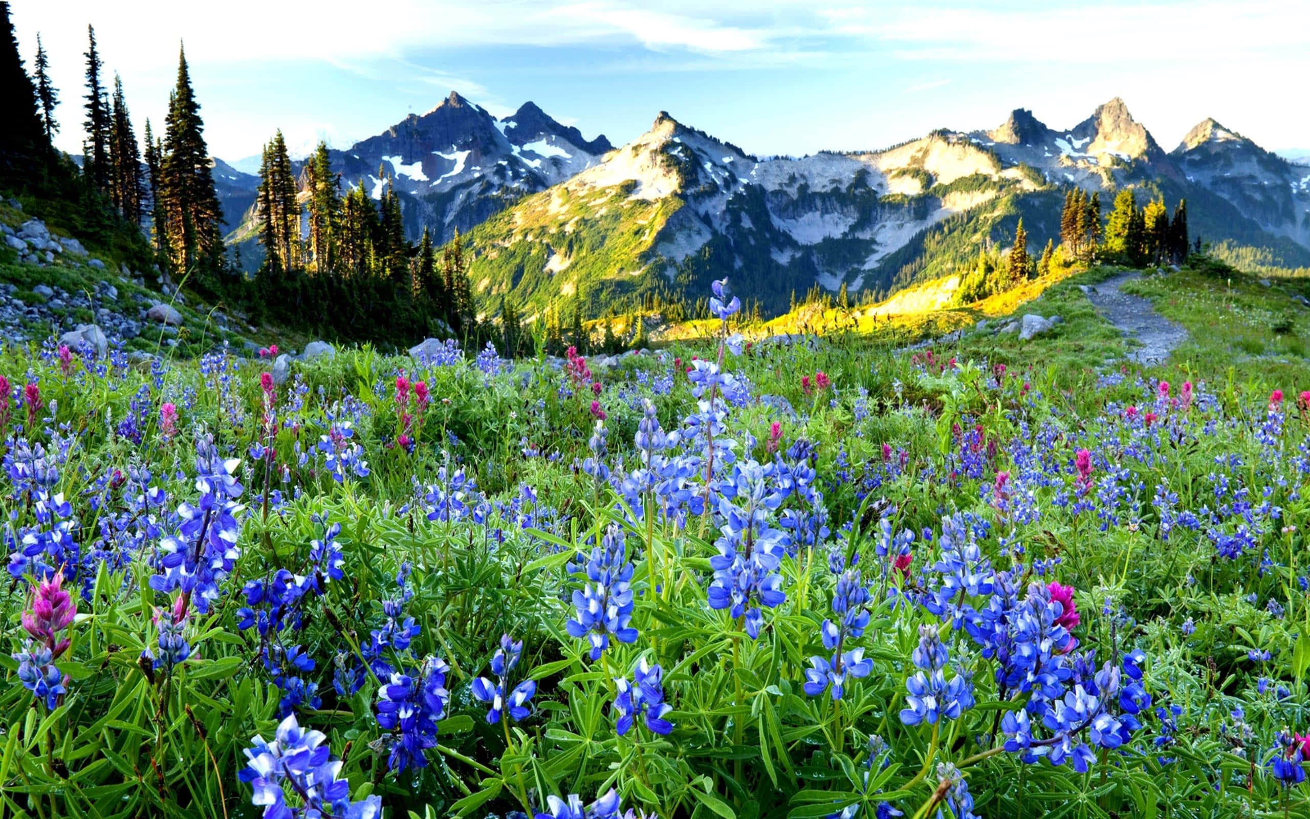 pristine alps, vibrant blue lupine flowers, sunlit meadow, 2K Desktop Wallpaper