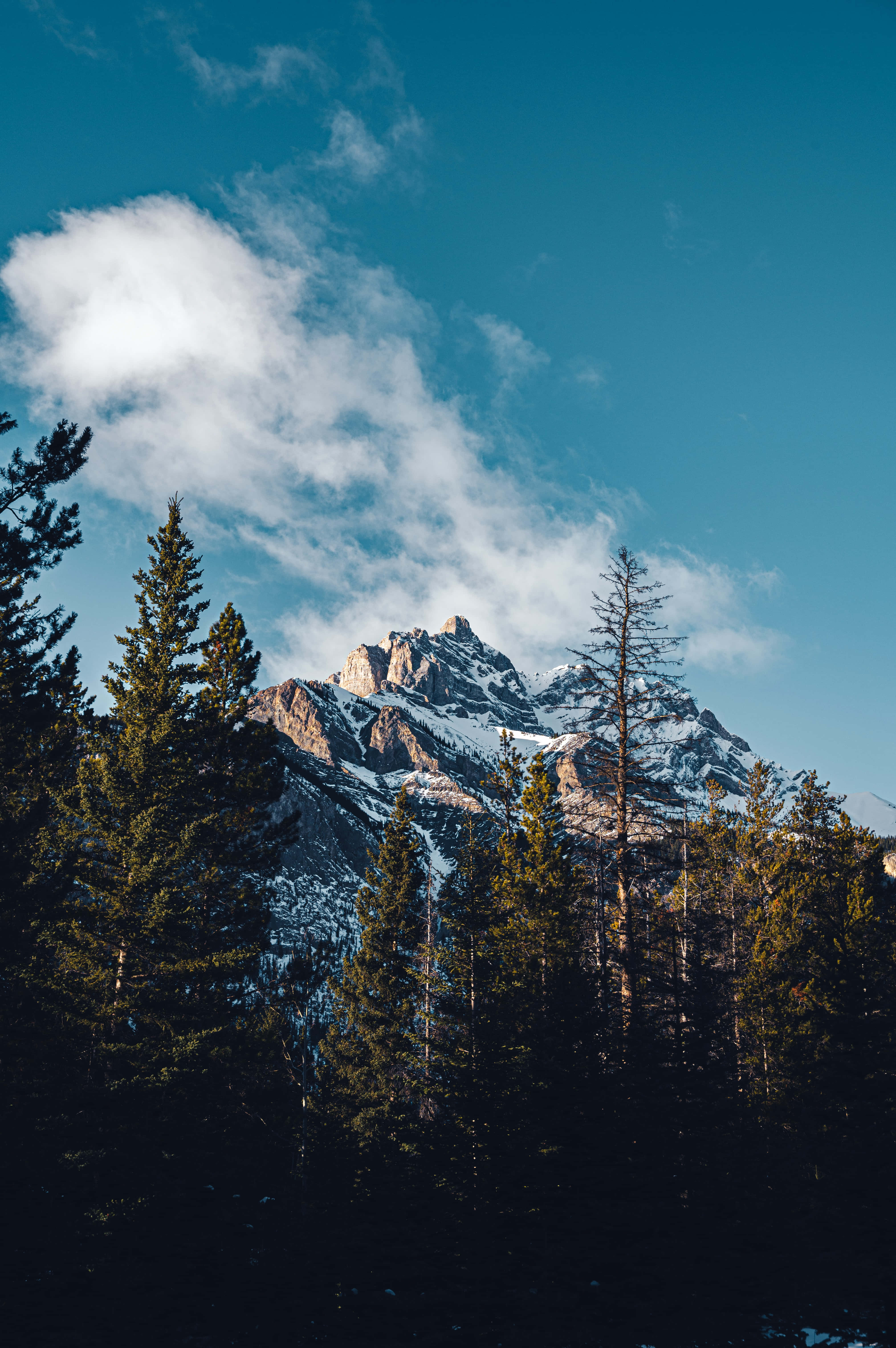 Blue Mountain, snow capped mountain peak, dense evergreen forest, 5K Phone Wallpaper