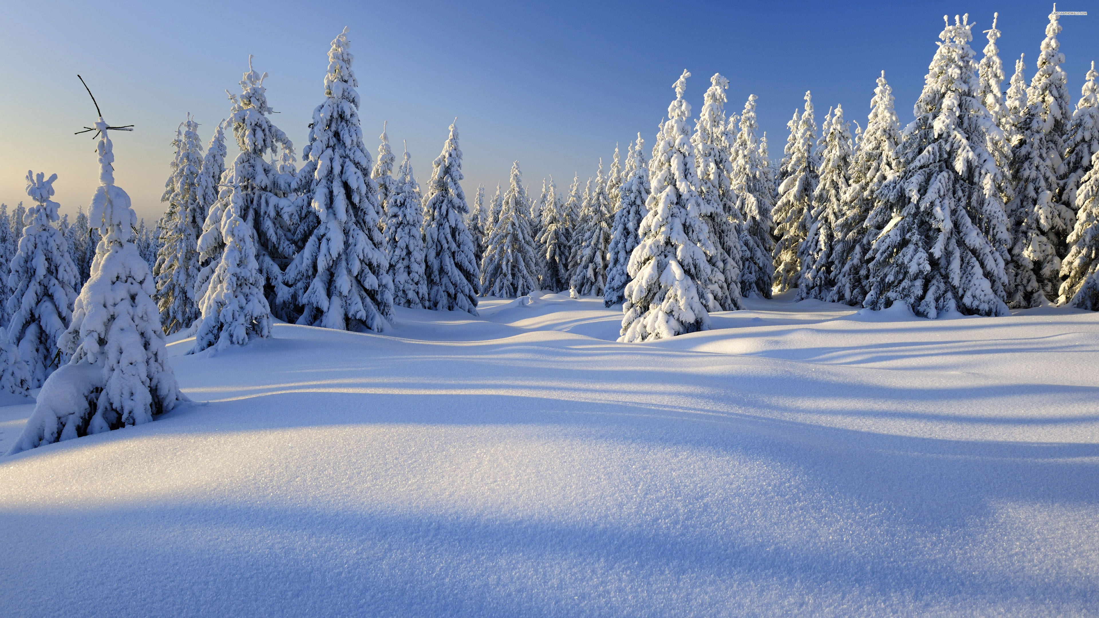 snow-covered pine trees, serene winter forest, clear blue sky, 4K Desktop Wallpaper