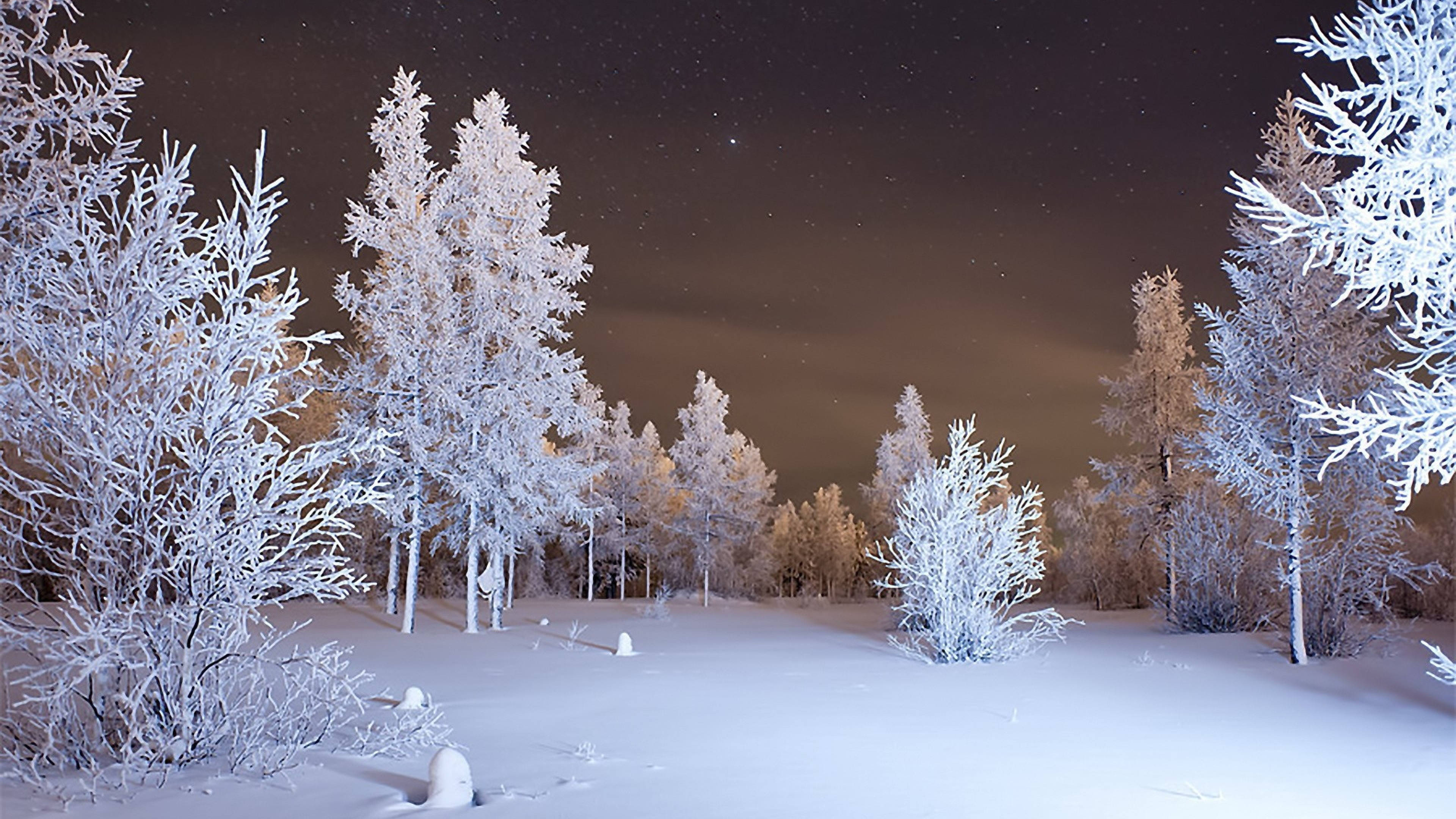 4K Winter, snow-covered trees, starry night sky, 4K Desktop Wallpaper