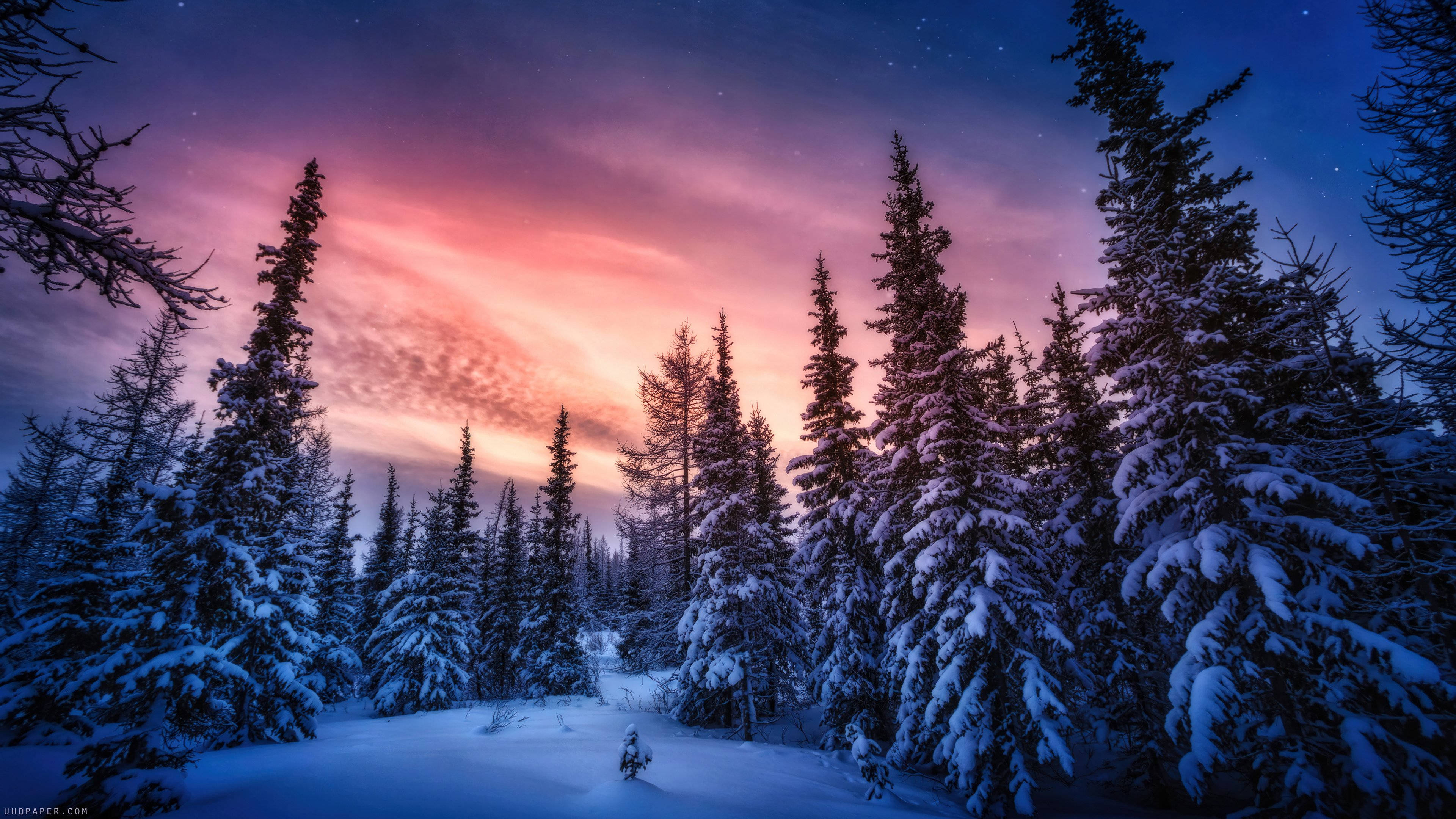 snow-covered pine trees, vibrant twilight sky, pink orange, 4K Desktop Wallpaper