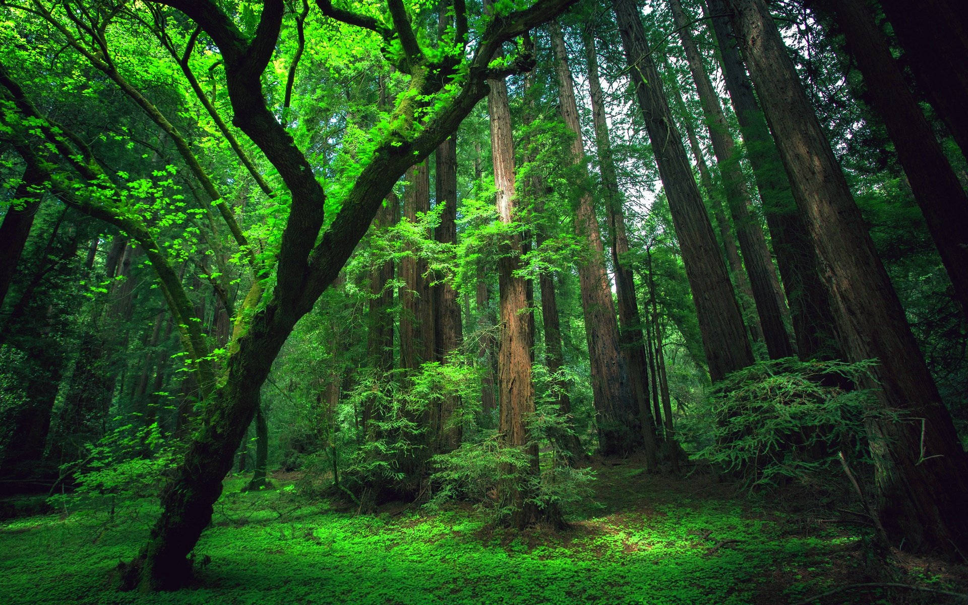 Amazonas, redwood trees, mossy forest floor, Full HD Desktop Wallpaper