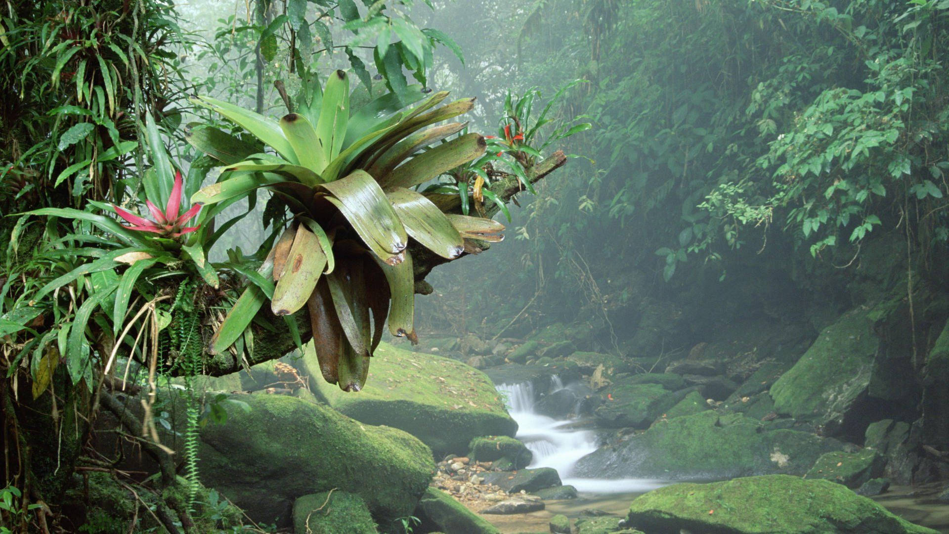 bromelia plant, Amazonas, misty tropical rainforest, Full HD Desktop Wallpaper