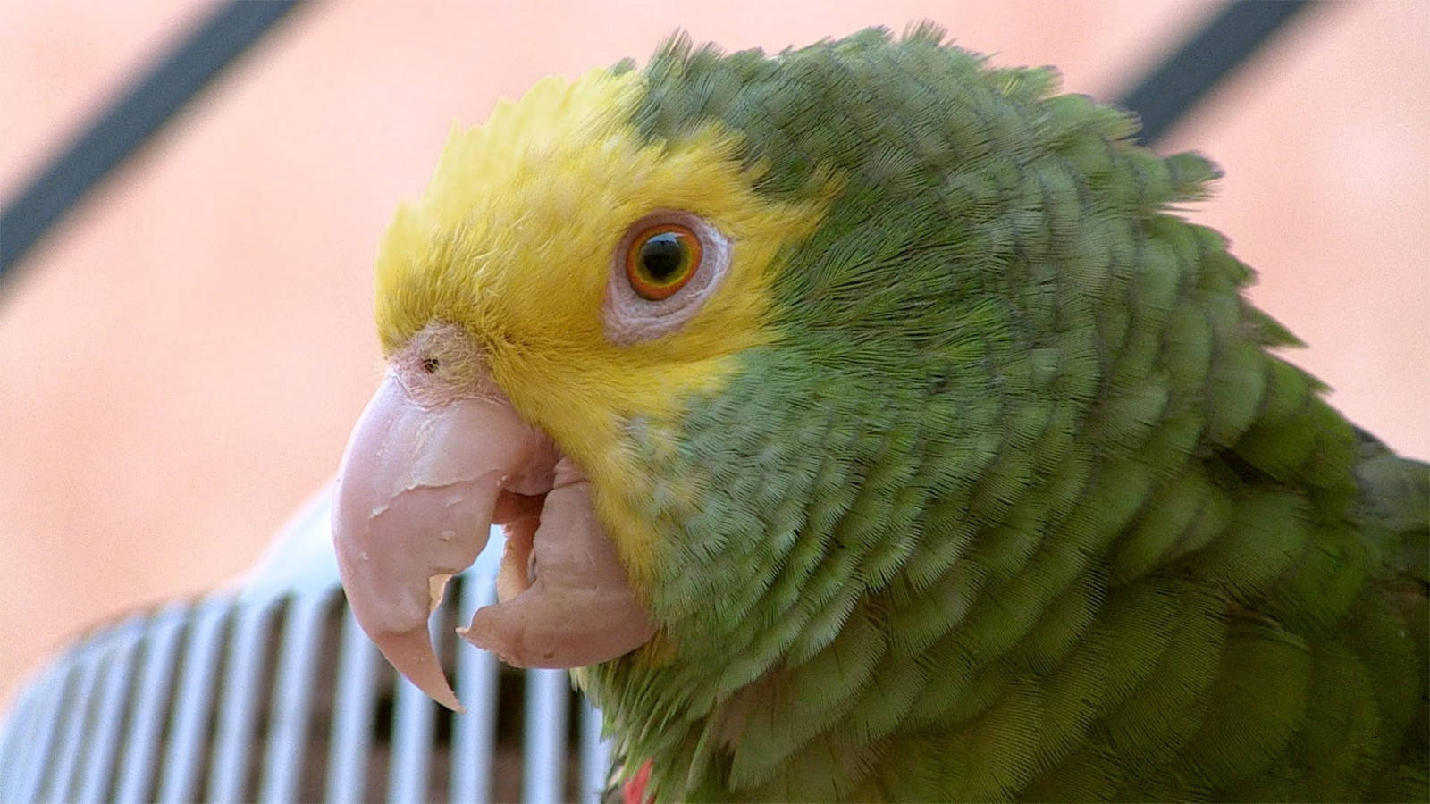 yellow bird, Amazonas forest, green and yellow parrot, HD Desktop Wallpaper