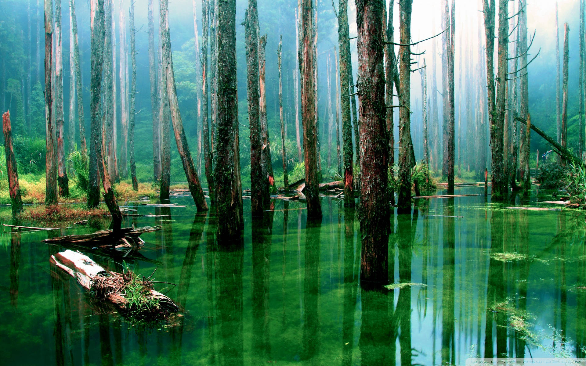 flooded forest, Amazonas, emerald water, Full HD Desktop Wallpaper