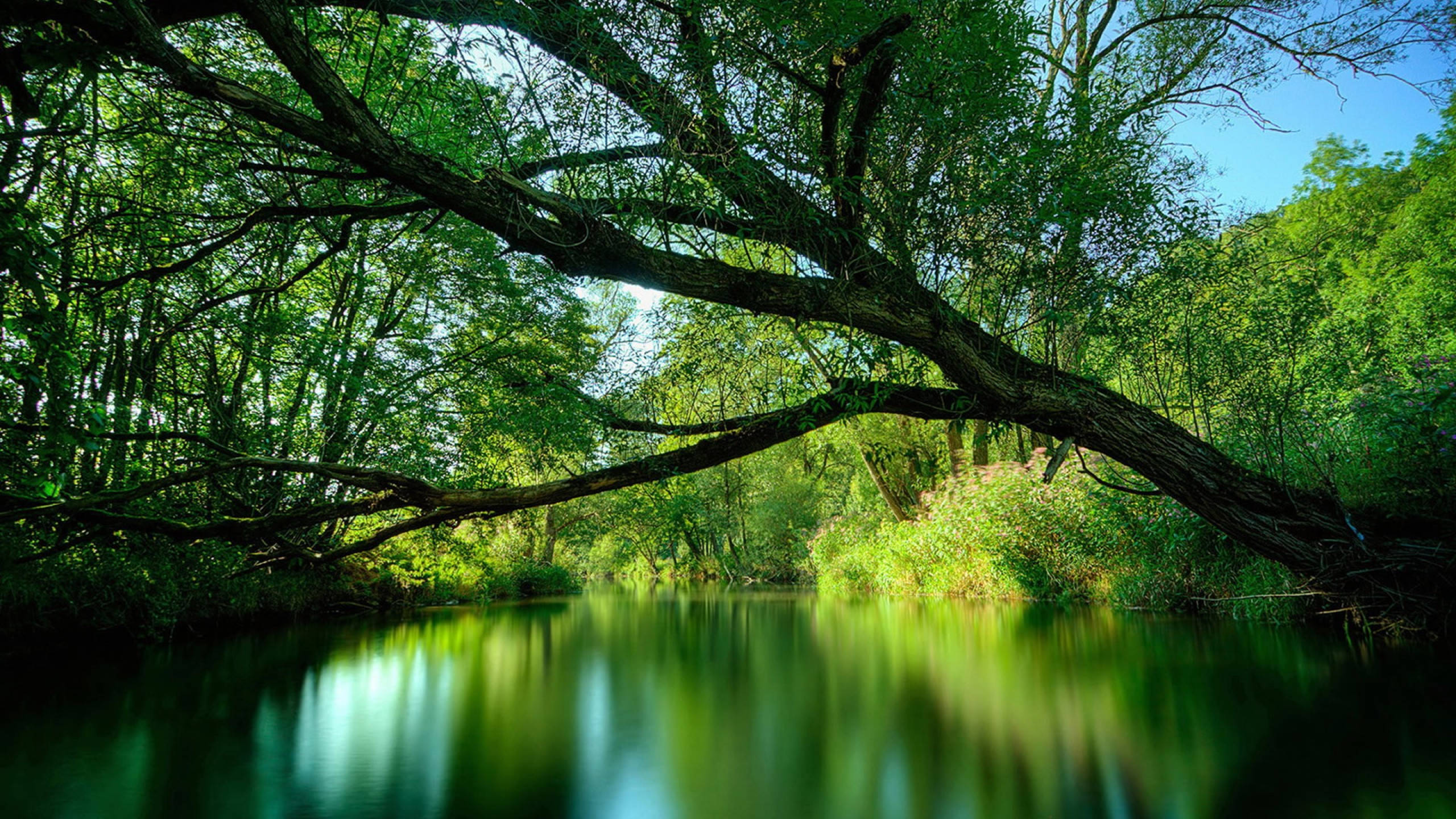 Amazonas, green water, massive tree, 2K Desktop Wallpaper
