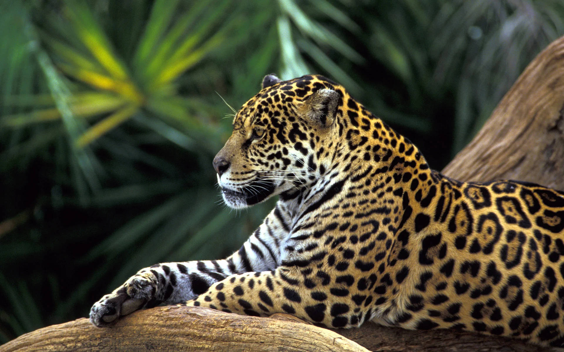 jaguar, Amazonas forest, sunlit log, Full HD Desktop Wallpaper