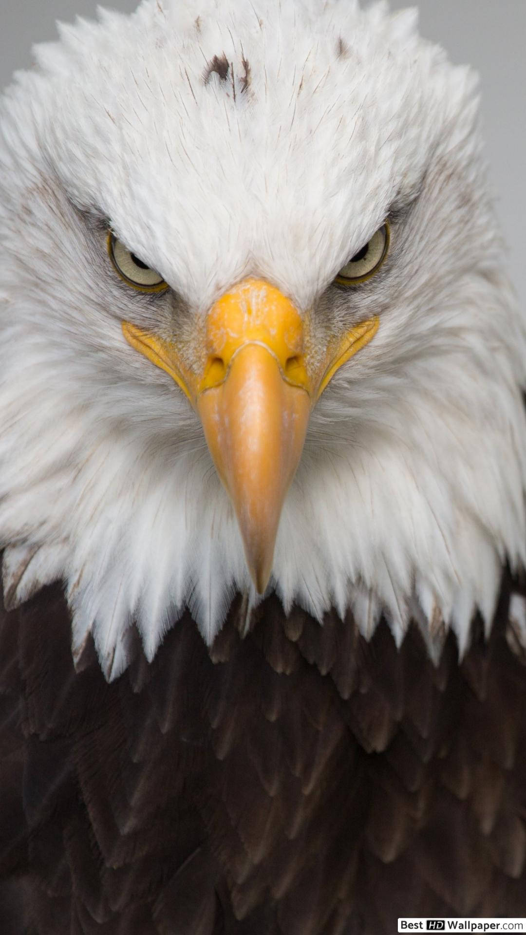 bald eagle, white head feathers, sharp yellow beak, Full HD Phone Wallpaper