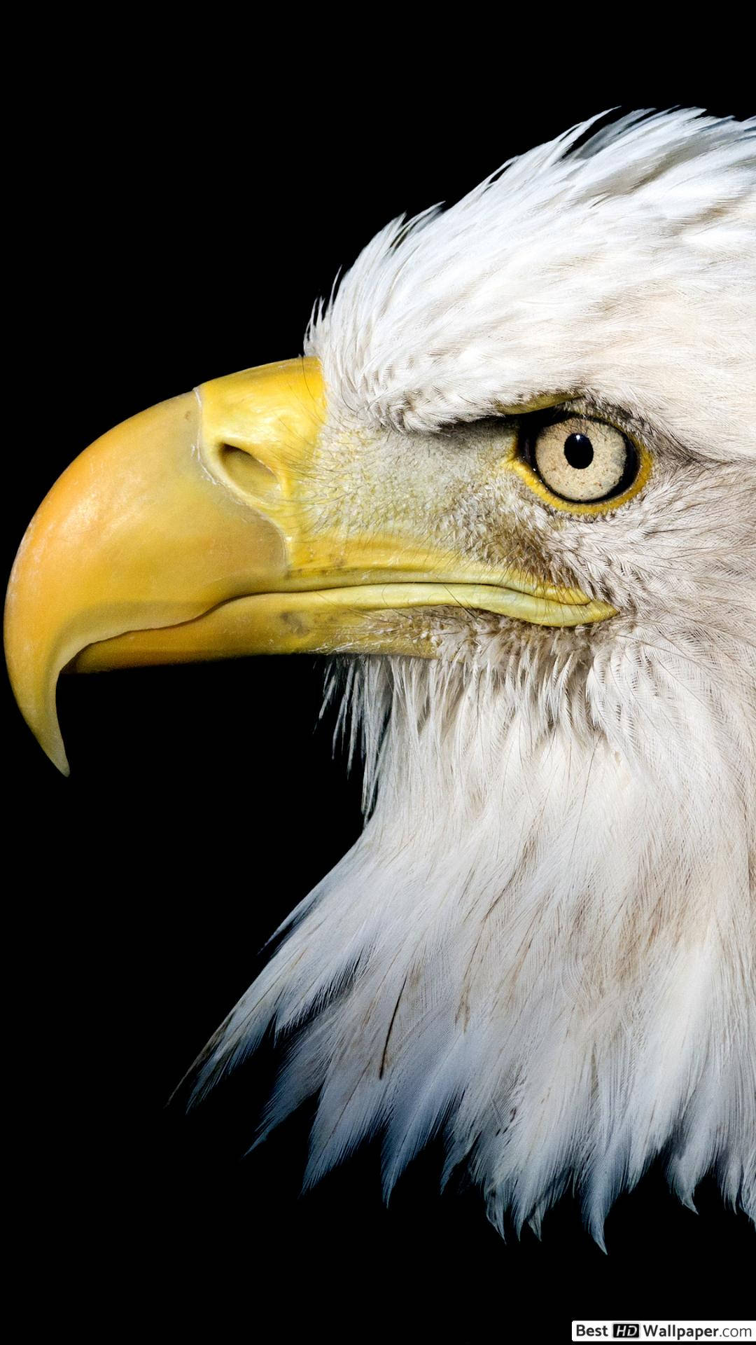 America iPhone, bald eagle, yellow beak, Full HD Phone Wallpaper