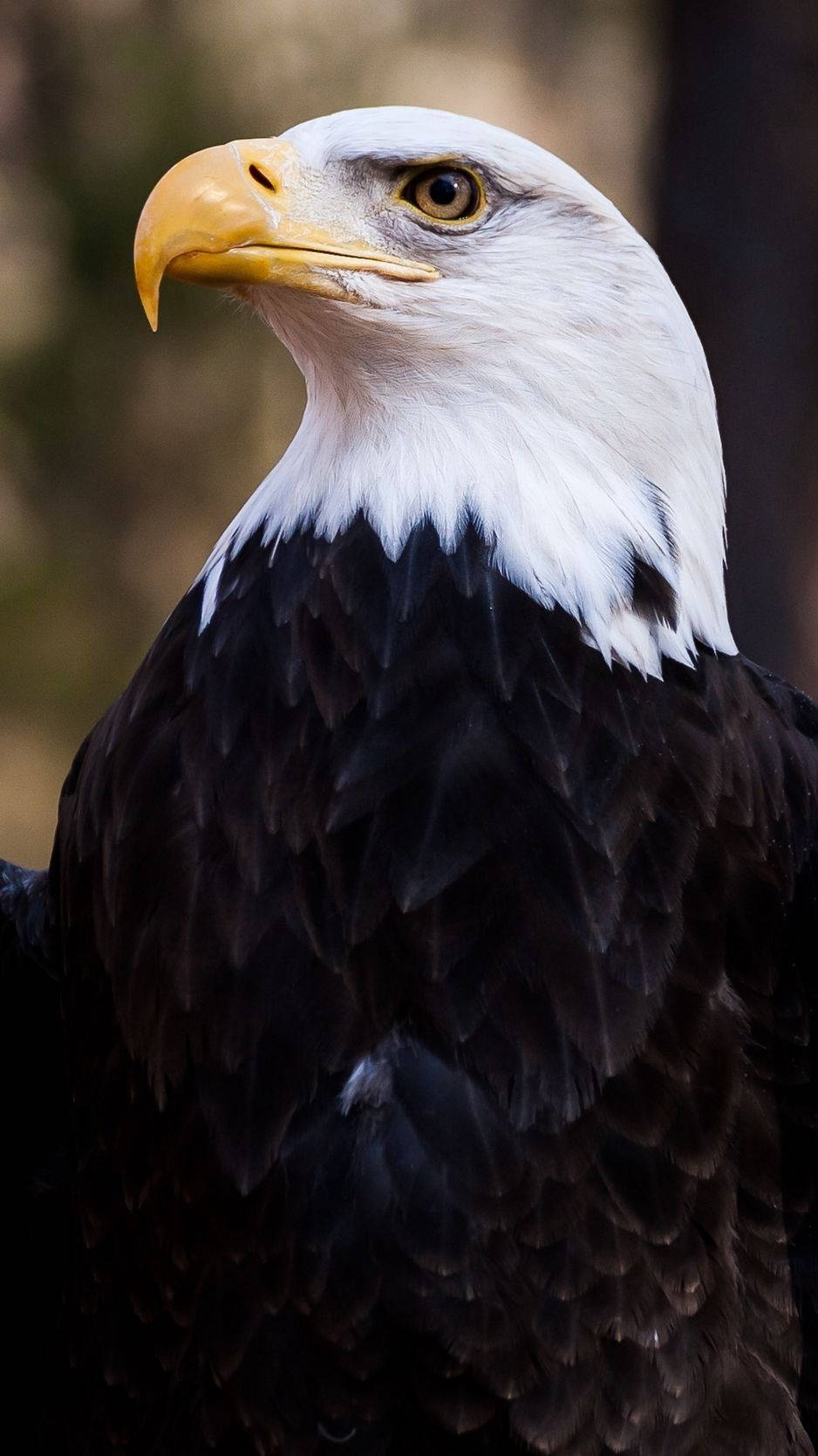bald eagle, yellow beak, piercing gaze, HD Phone Wallpaper