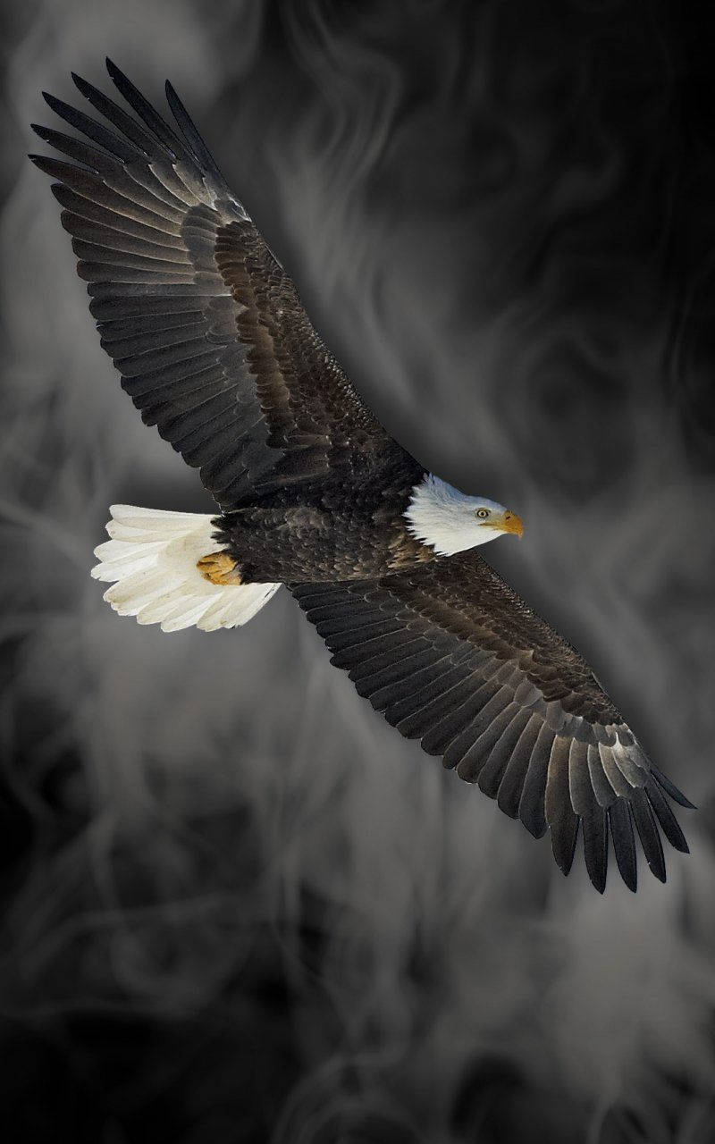 bald eagle, America iPhone, swirling gray smoke background, HD Phone Wallpaper