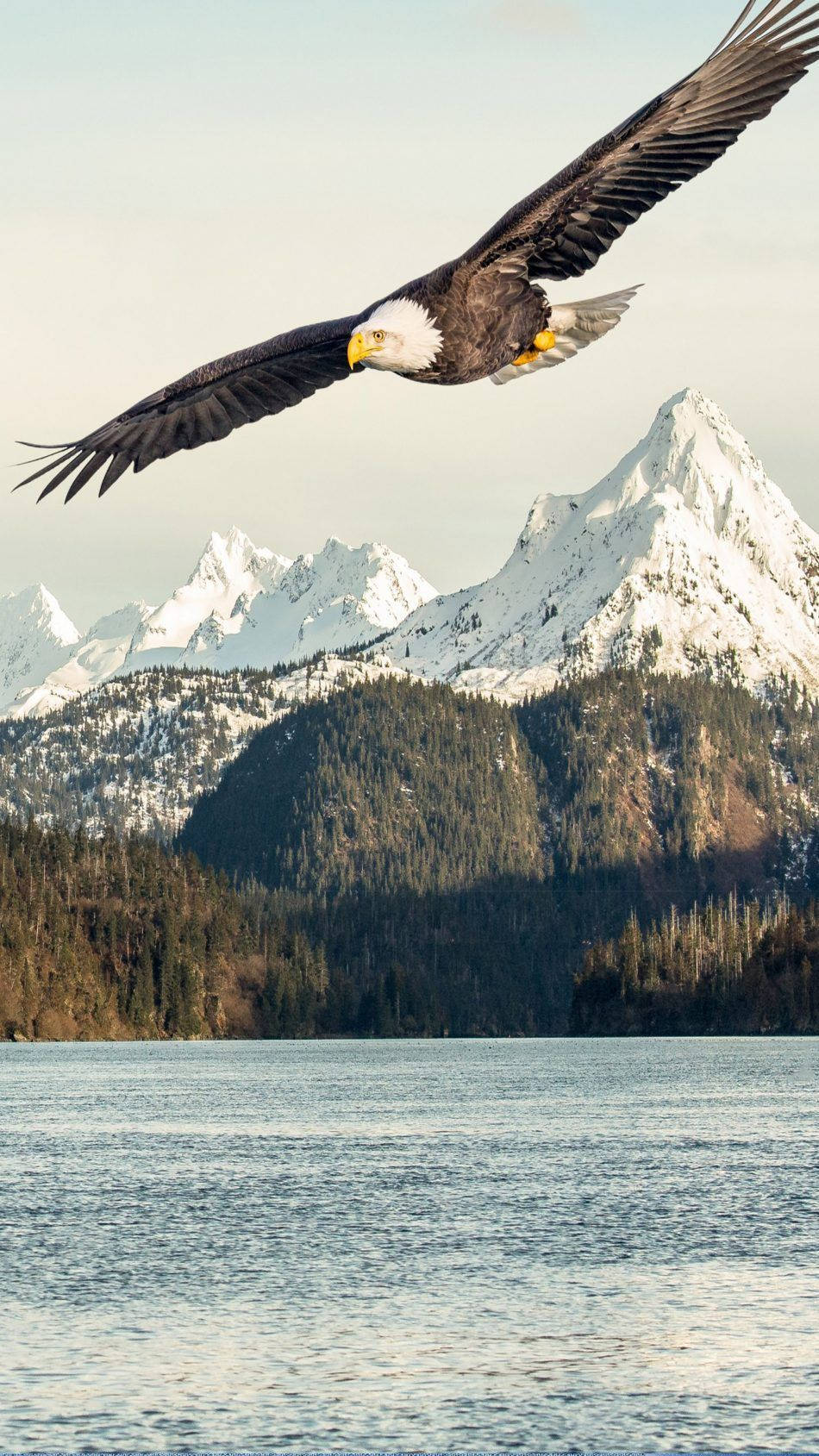 bald eagle, calm lake, snow-capped mountains, HD Phone Wallpaper