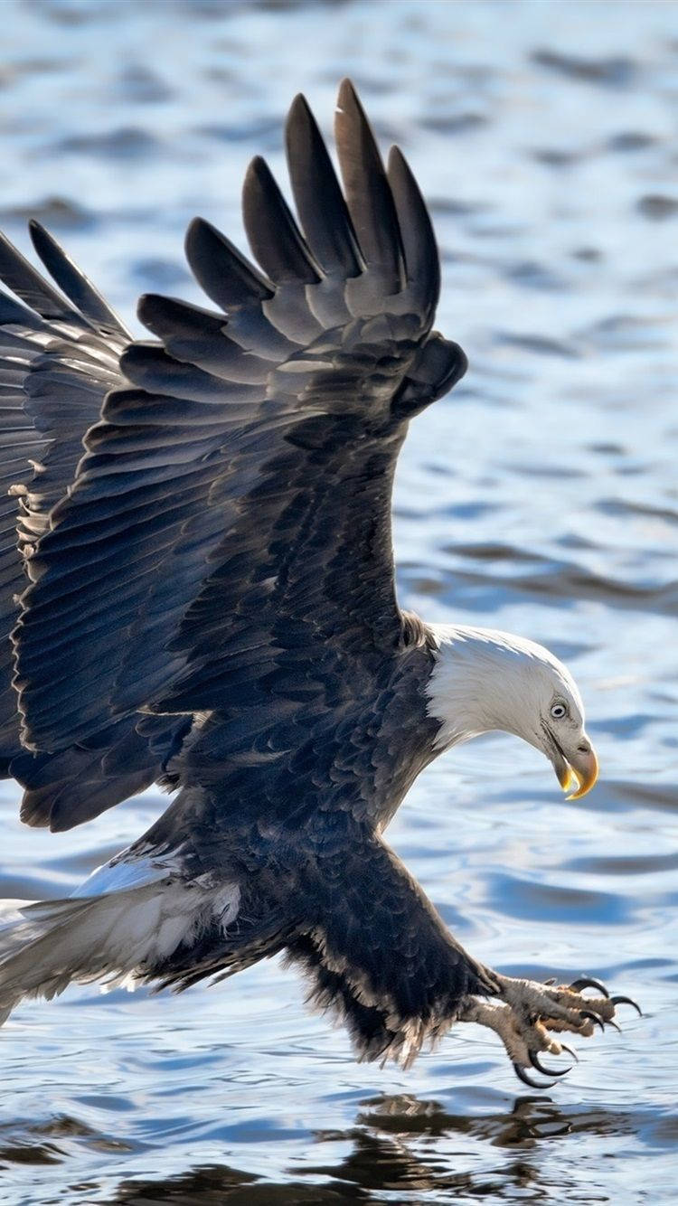 bald eagle, outstretched wings, talons plunging, HD Phone Wallpaper
