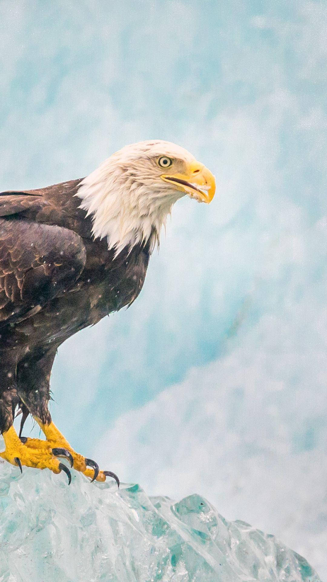 bald eagle, jagged ice formation, soft blue sky, Full HD Phone Wallpaper