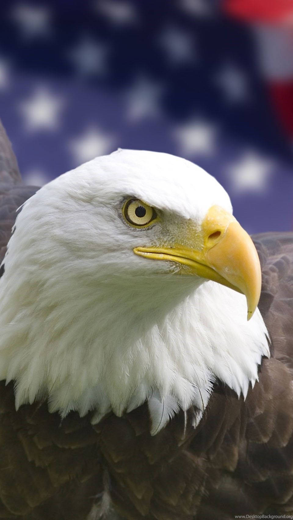 bald eagle, yellow eyes, white head feathers, HD Phone Wallpaper