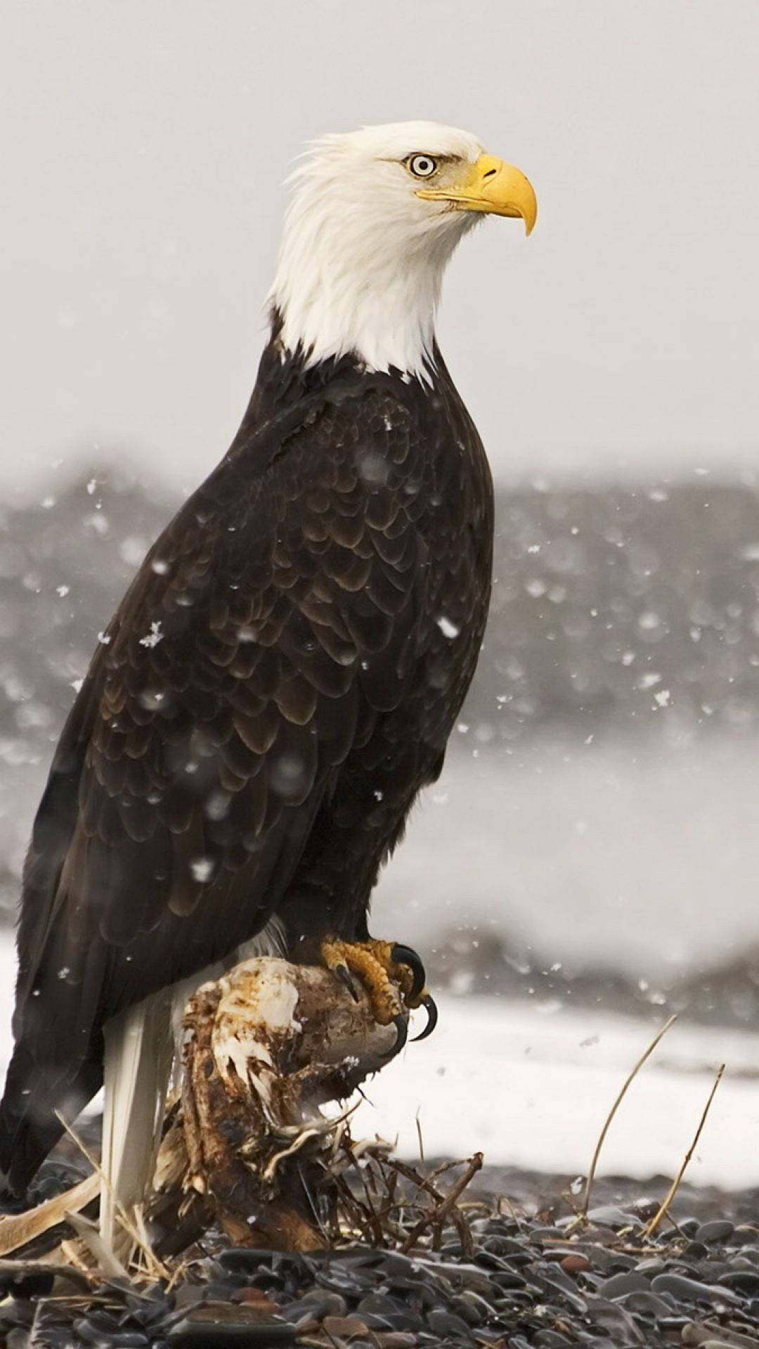 bald eagle, snowy branch, winter storm, Full HD Phone Wallpaper