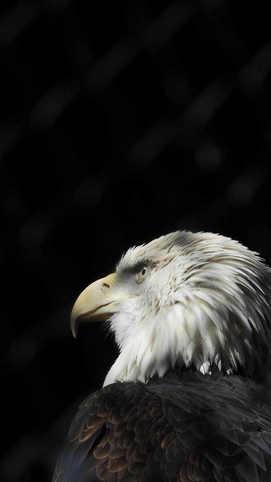 America iPhone, bald eagle, white head, HD Phone Wallpaper