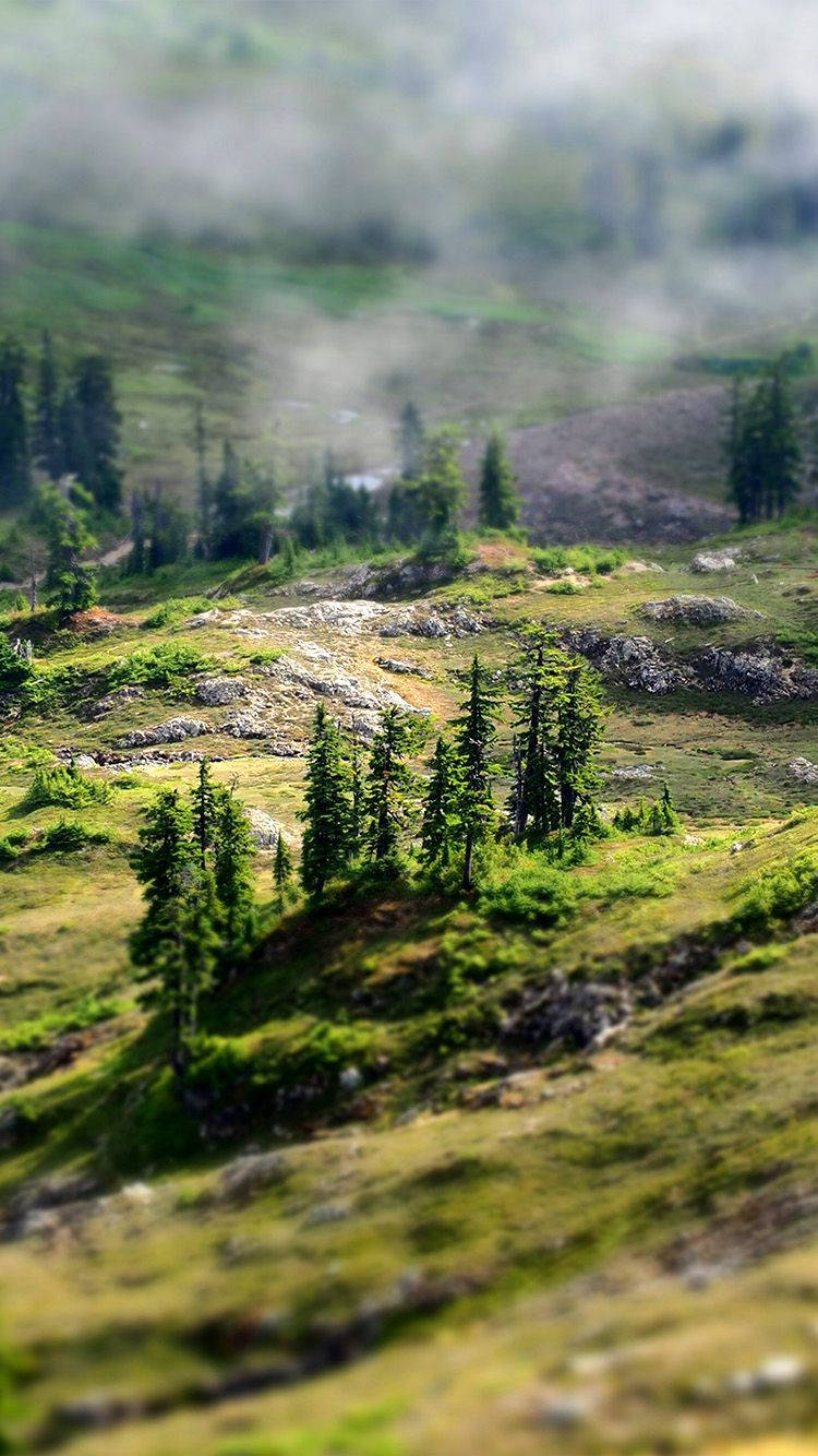 country iphone, misty mountain valley, evergreen trees, HD Phone Wallpaper