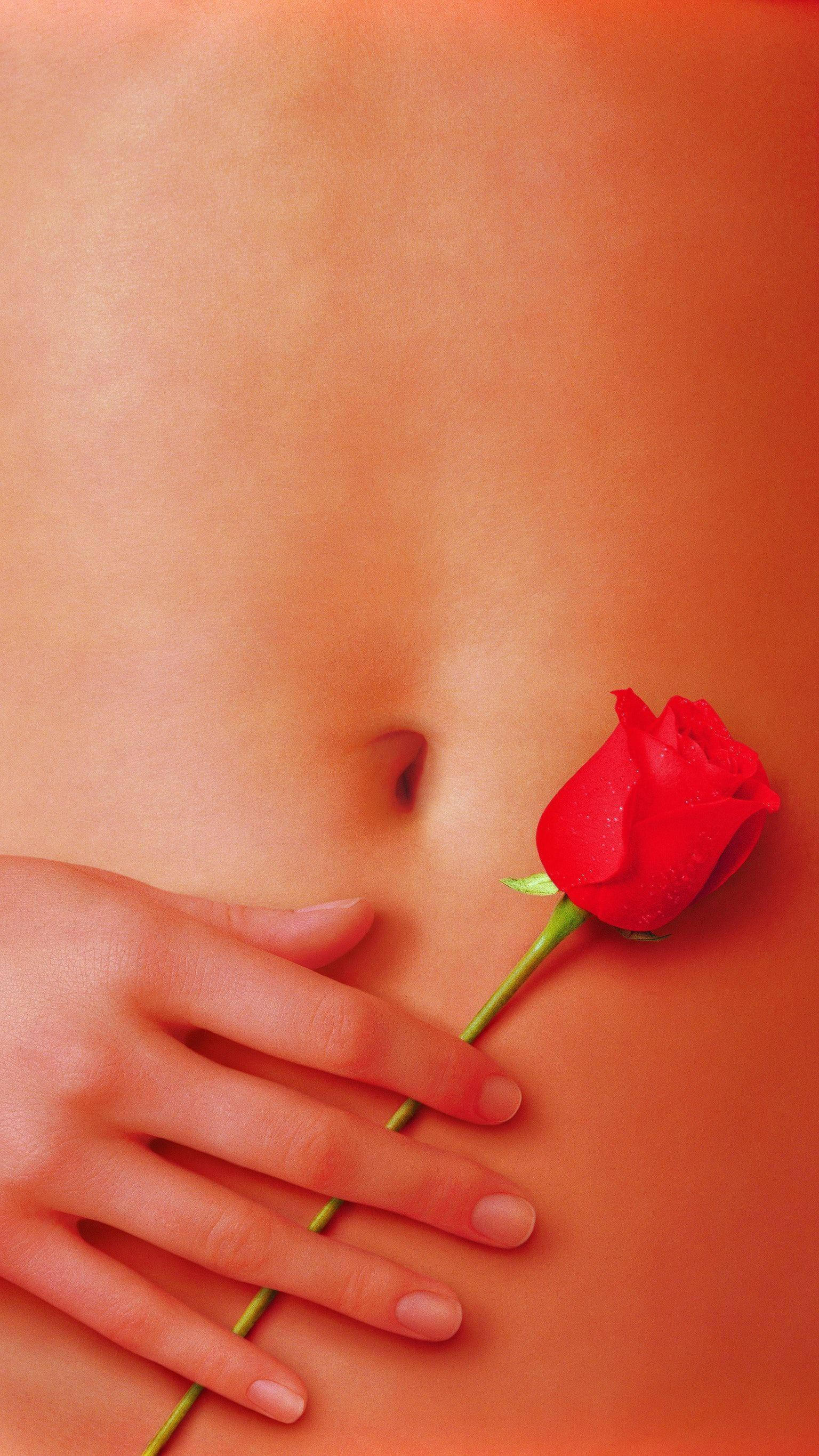 American Beauty, rose, dewy red rose, 2K Phone Wallpaper