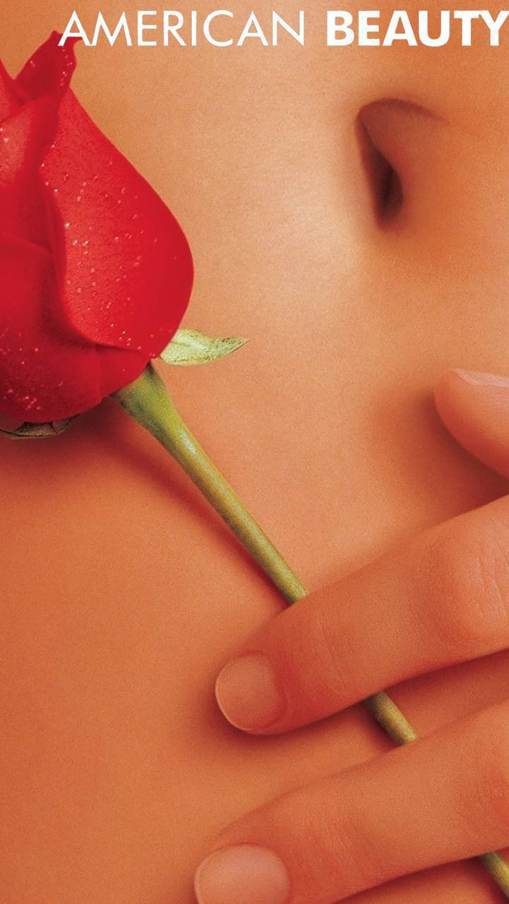 American Beauty, navel rose, dew-kissed red rose, HD Phone Wallpaper