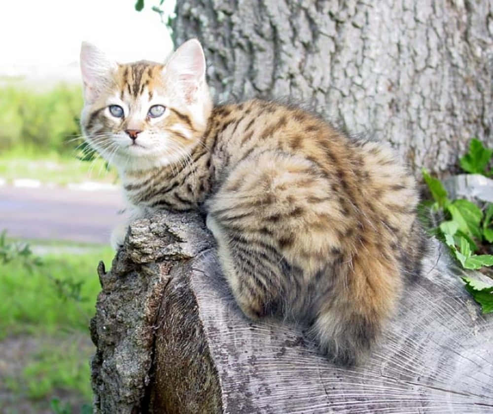 American Bobtail, tabby kitten, striking blue eyes, SD Desktop Wallpaper