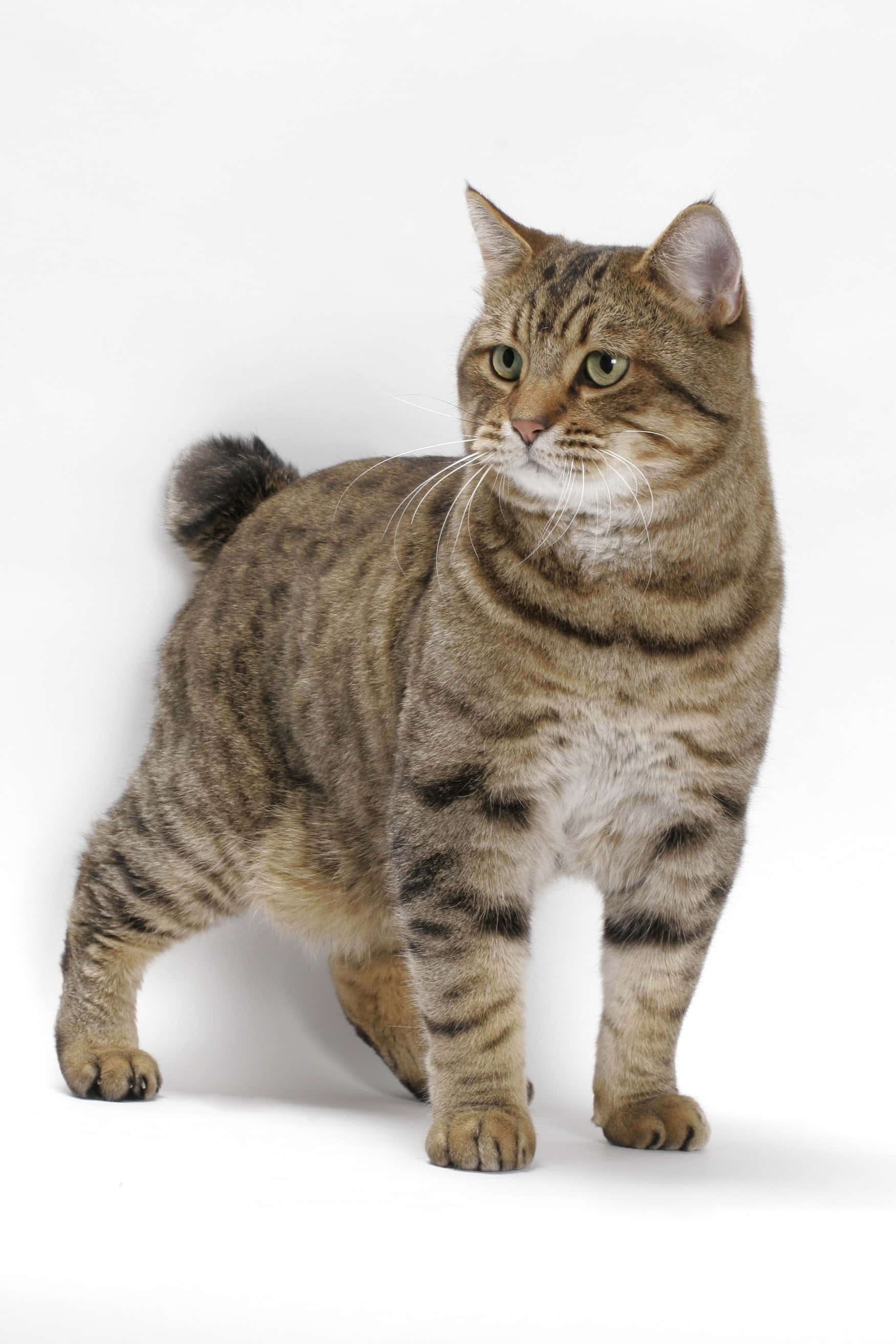 American Bobtail, tabby, green eyes, 2K Phone Wallpaper