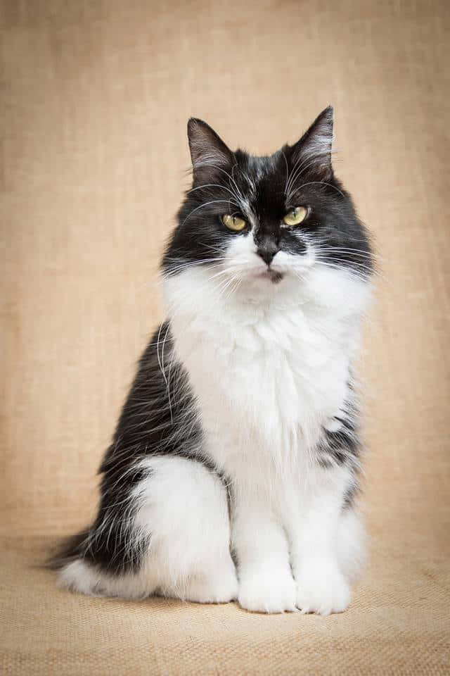 American Bobtail, black and white, yellow eyes, SD Phone Wallpaper