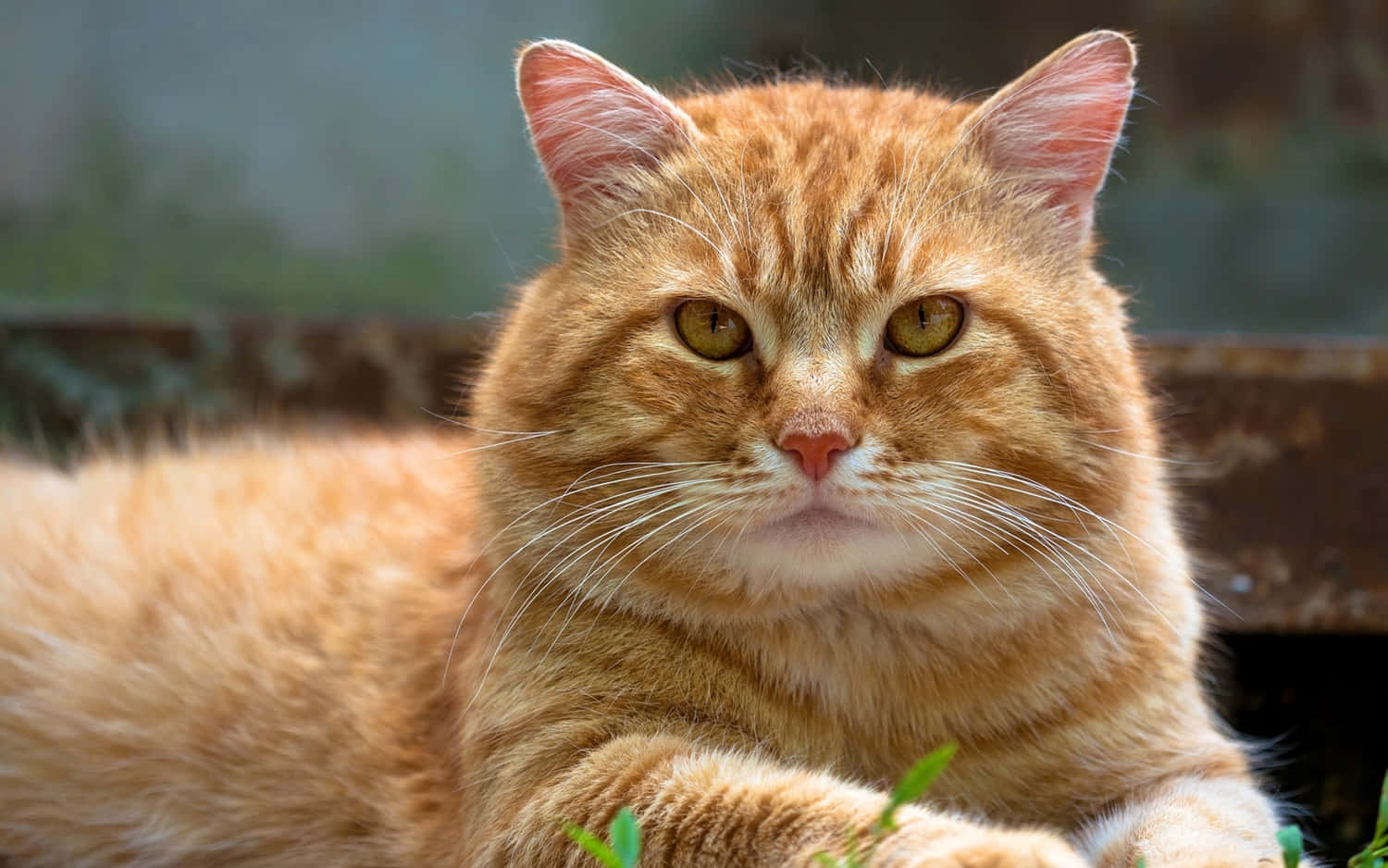 American Bobtail, ginger, yellow eyes, HD Desktop Wallpaper