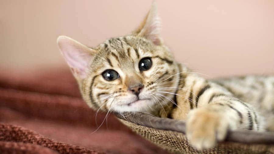 American Bobtail, tabby cat, textured brown blanket, SD Desktop Wallpaper