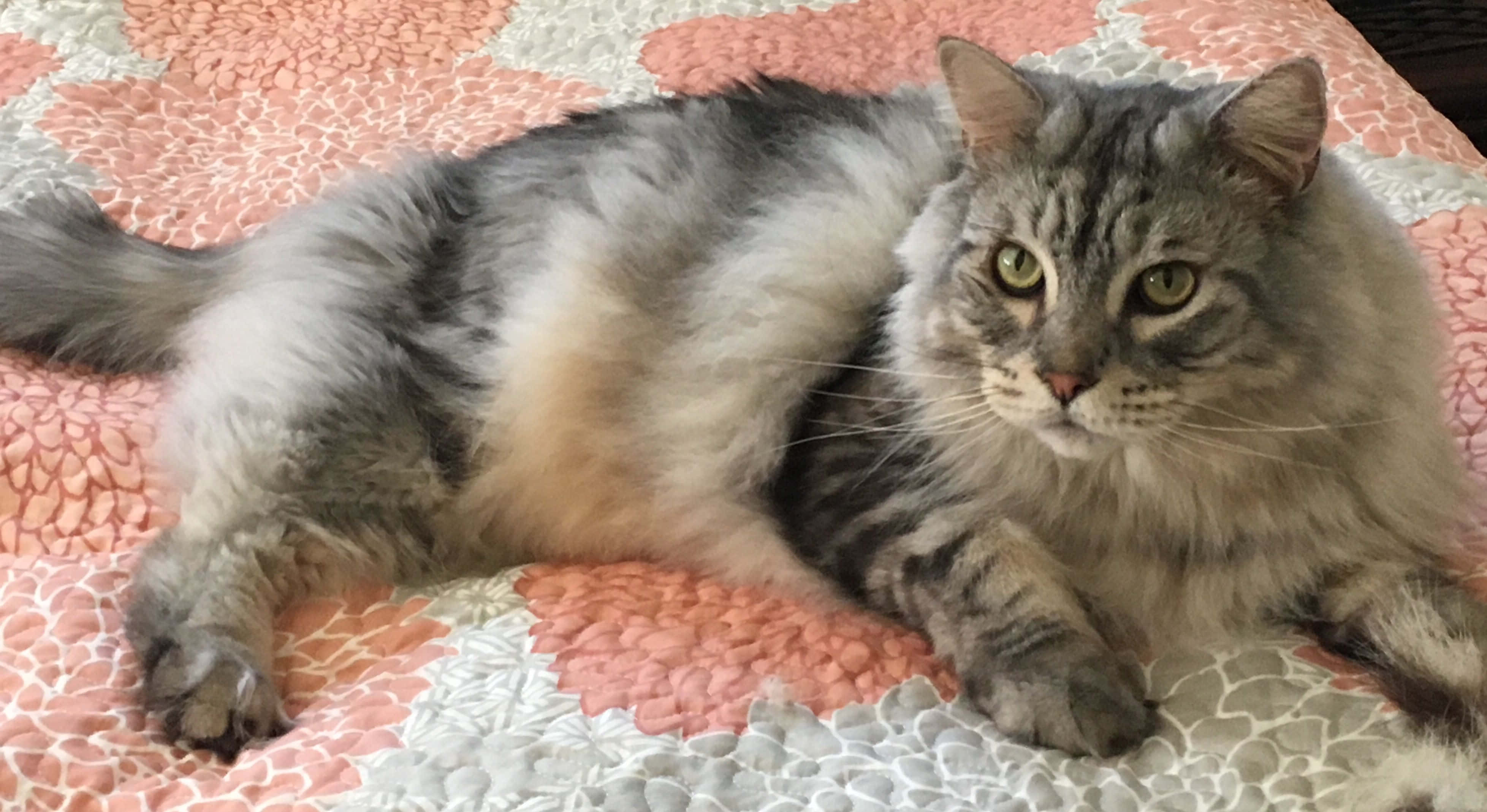 American Bobtail, gray tabby, pink and white quilted blanket, 4K Desktop Wallpaper