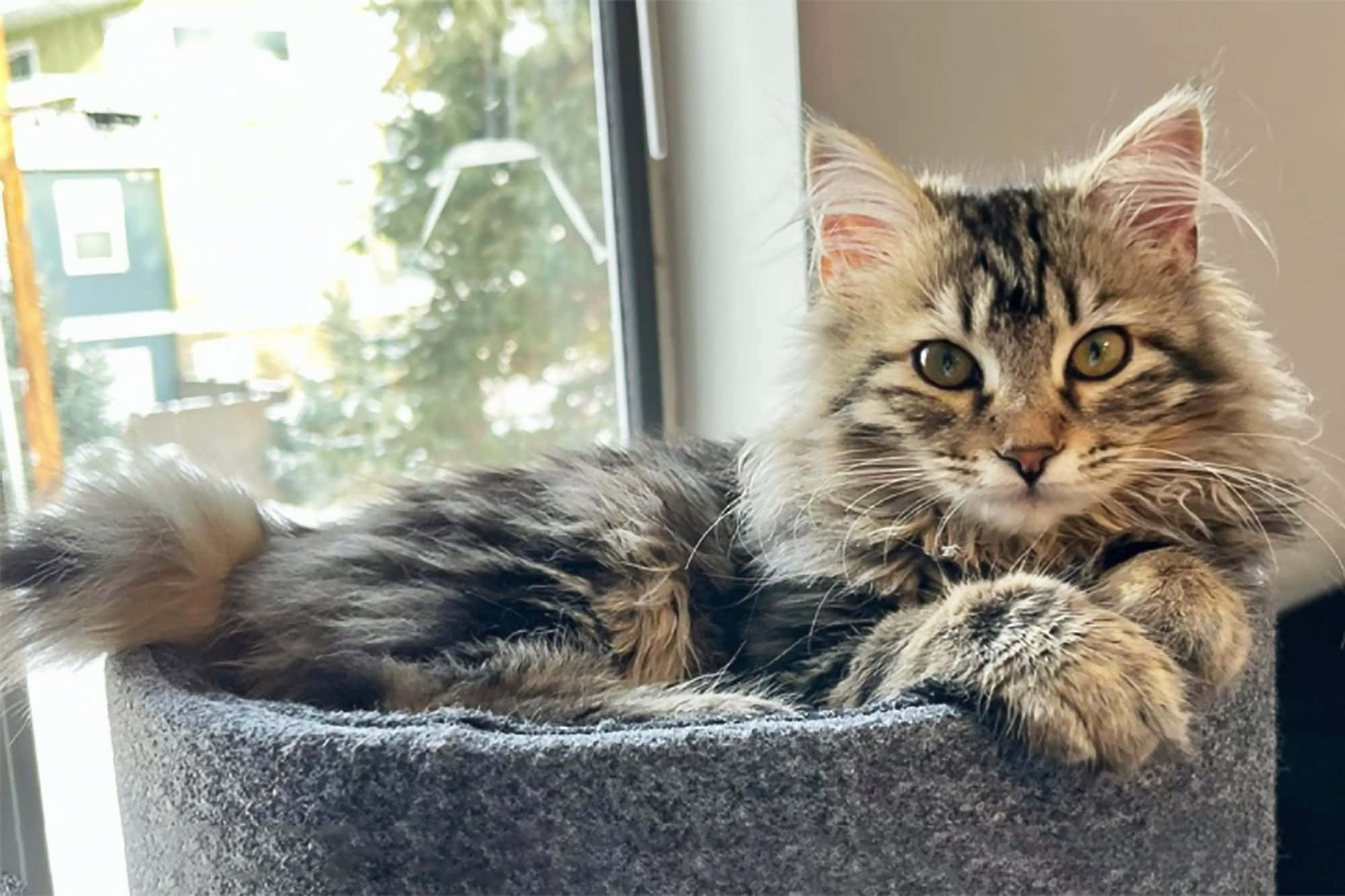 American Bobtail, fluffy tabby kitten, green eyes, Full HD Desktop Wallpaper