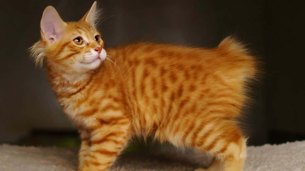 American Bobtail, orange tabby, fluffy, SD Desktop Wallpaper