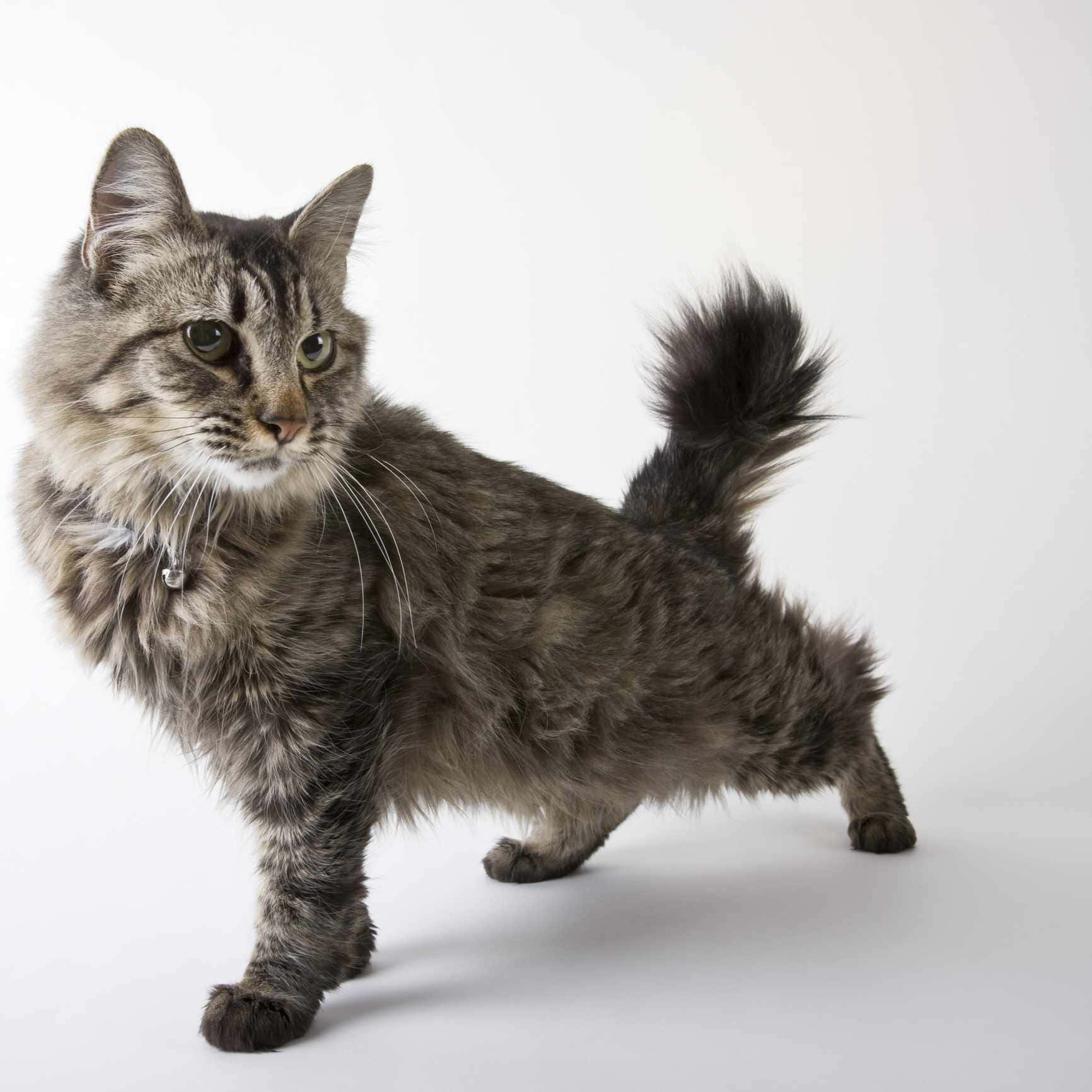 American Bobtail, fluffy tabby cat, striking green eyes, HD Desktop Wallpaper