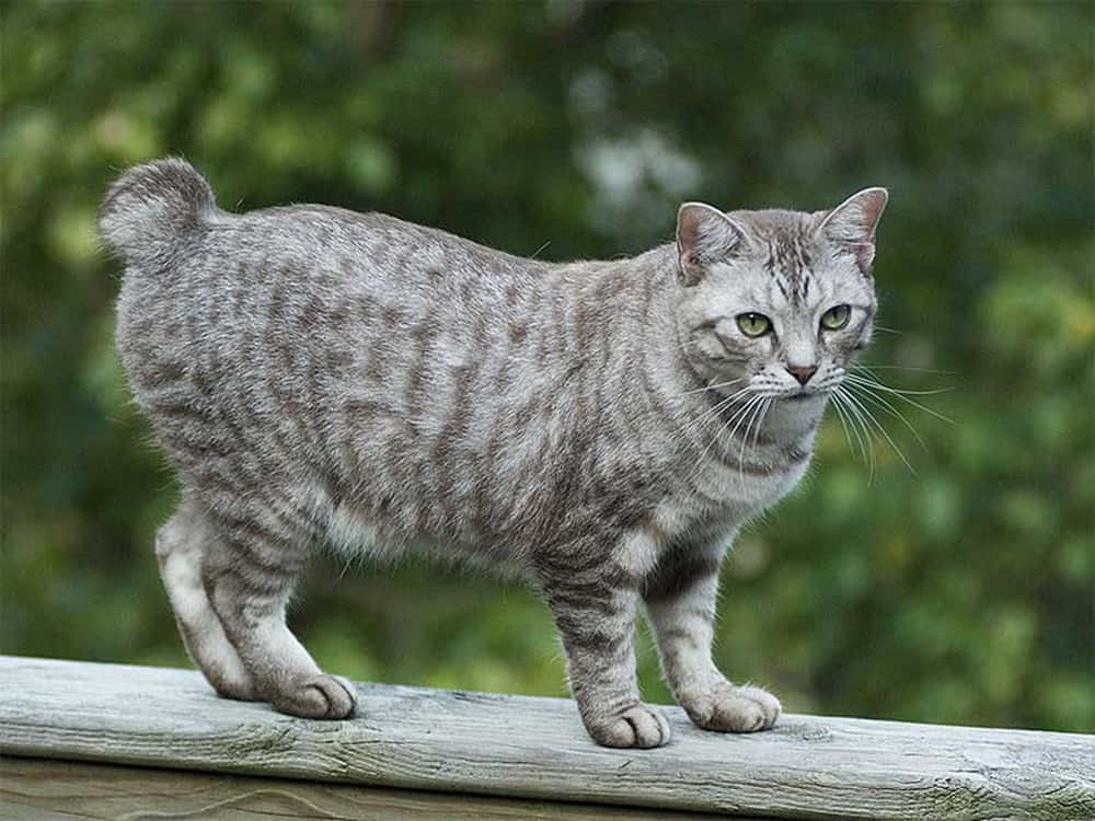 American Bobtail, silver tabby, green eyes, SD Desktop Wallpaper